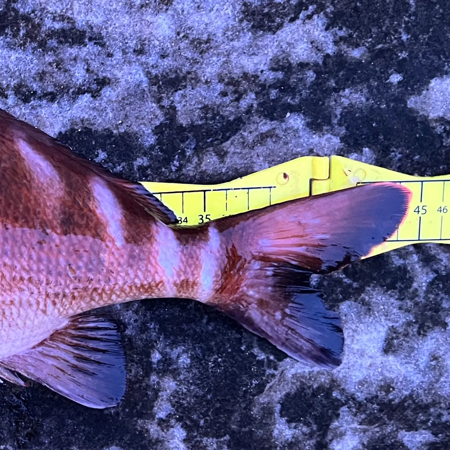 The most recent Red morwong catches on Fishbrain