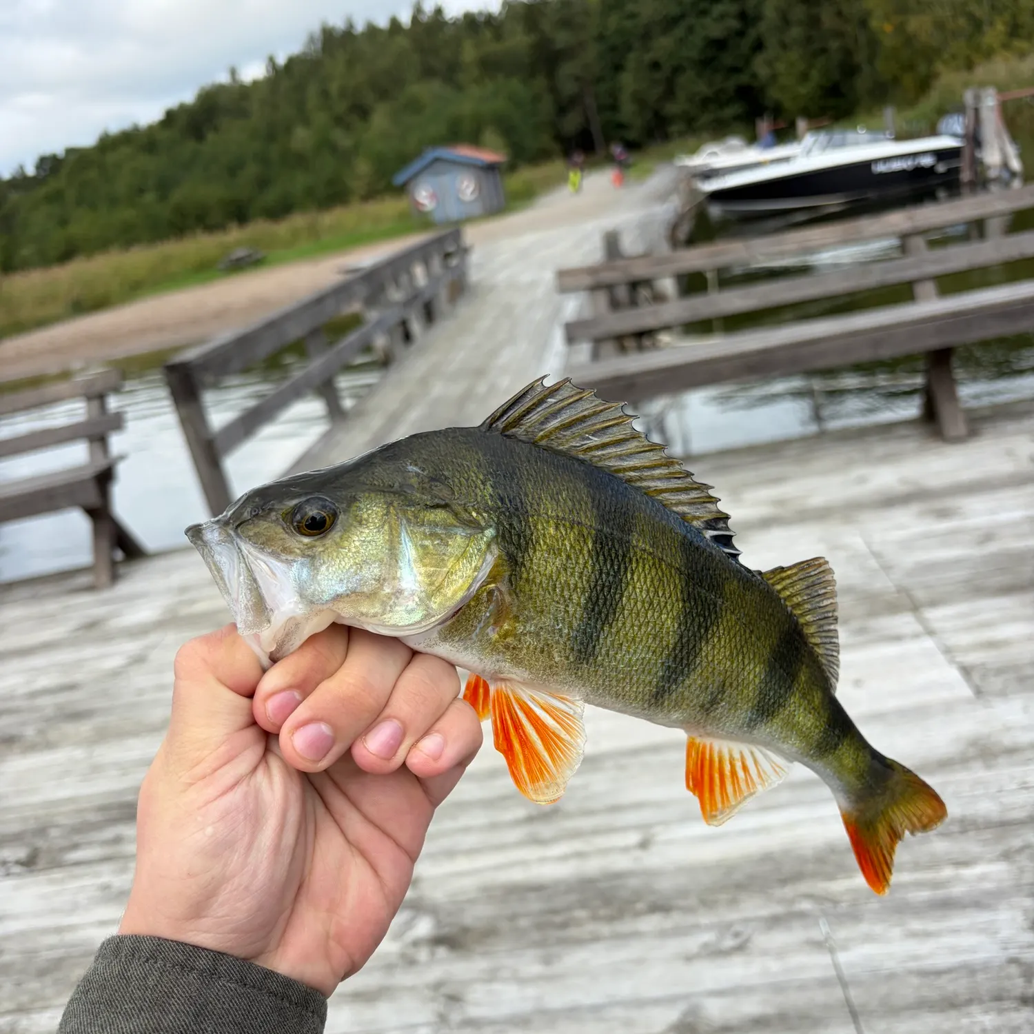 European perch caught on Fishbrain
