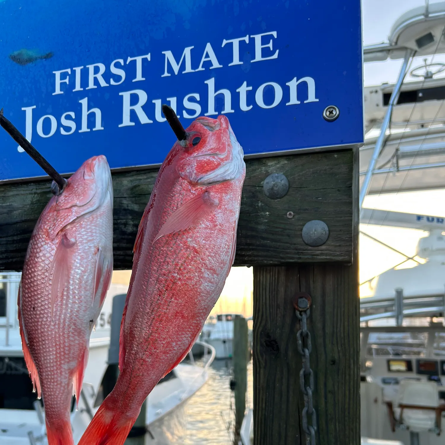 The most recent Vermilion snapper catches on Fishbrain