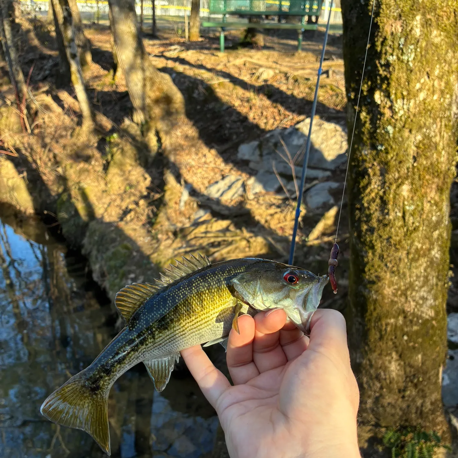 The most recent Cahaba bass catches on Fishbrain