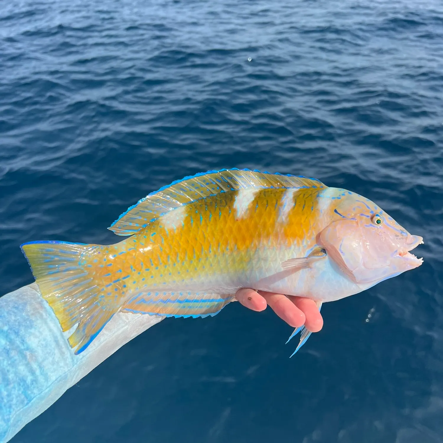 angler catch