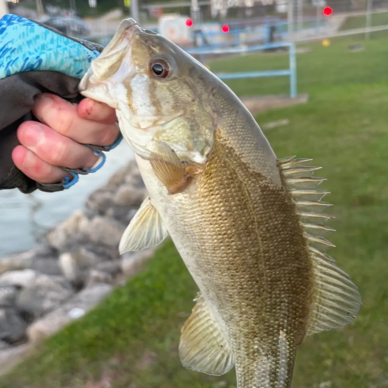 Smallmouth bass caught on Fishbrain