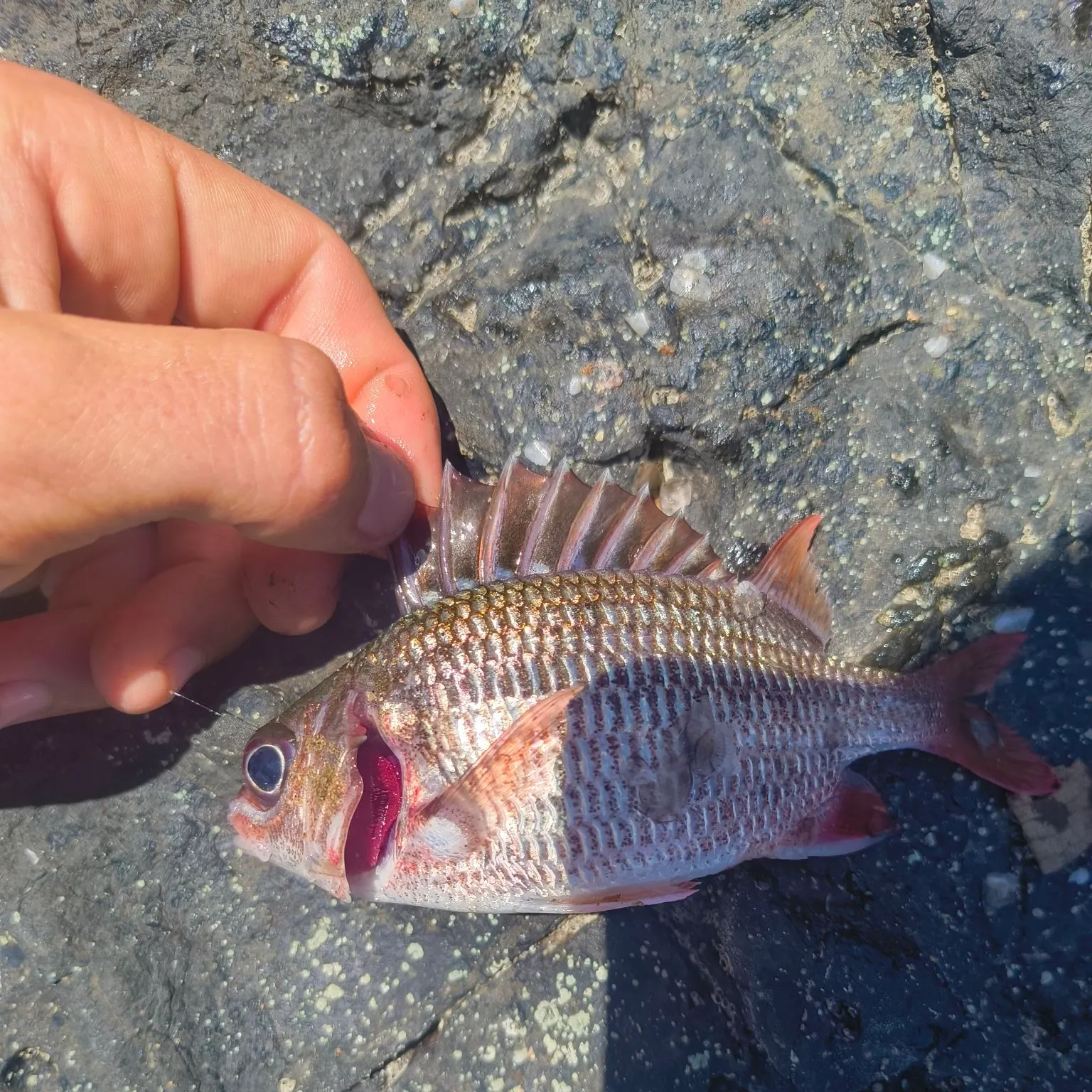 The most recent Spotted rose snapper catches on Fishbrain