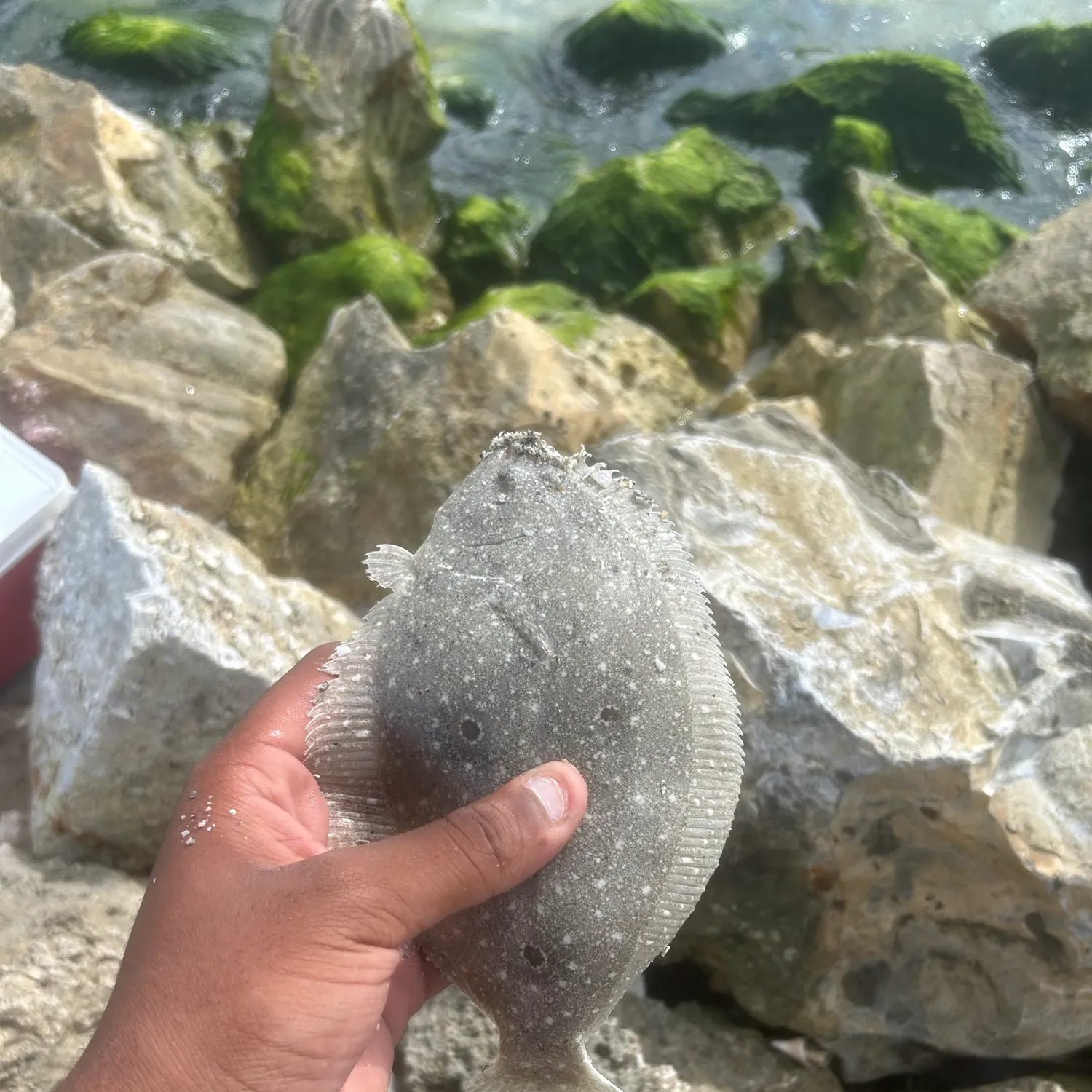 Summer flounder caught on Fishbrain