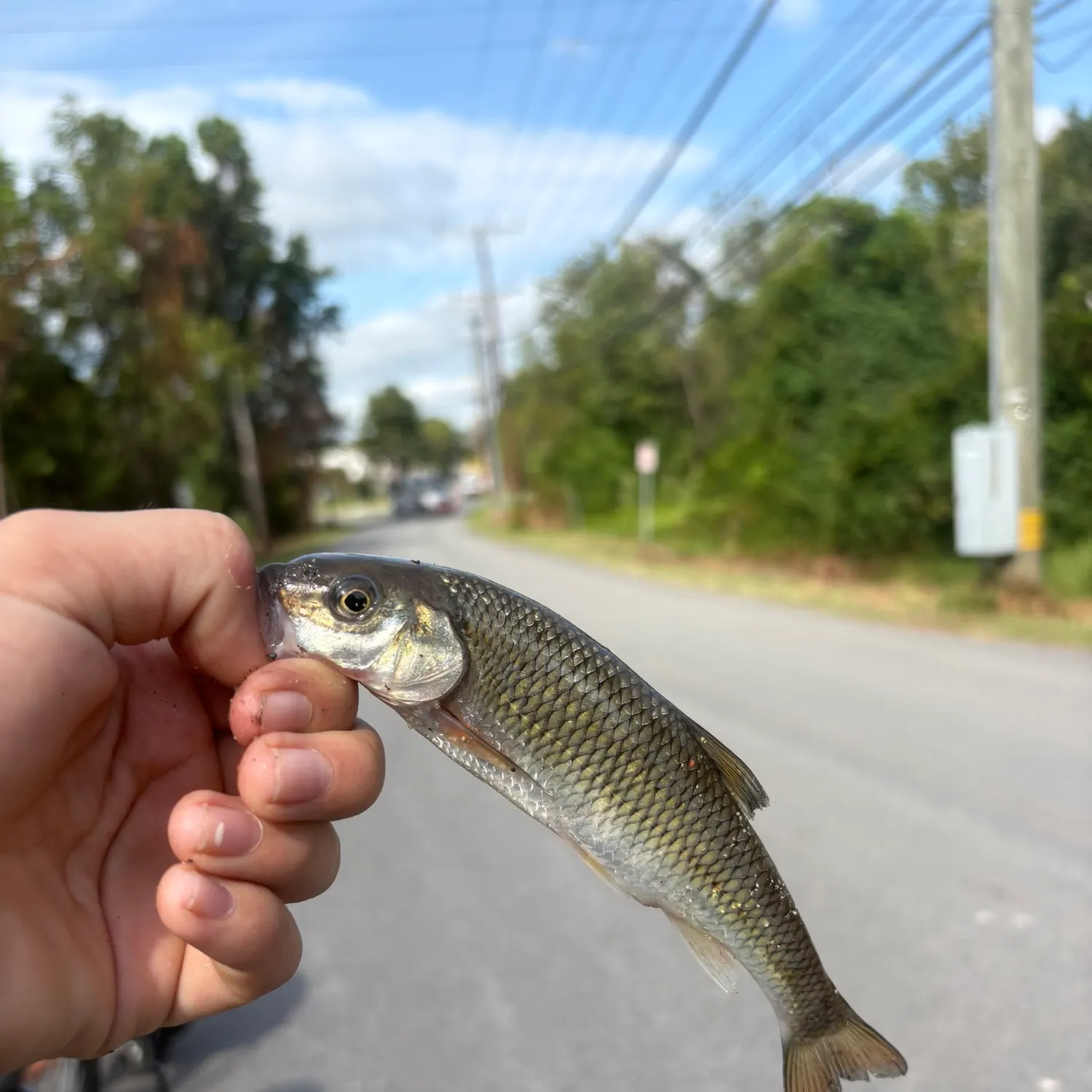 Fish caught on Fishbrain