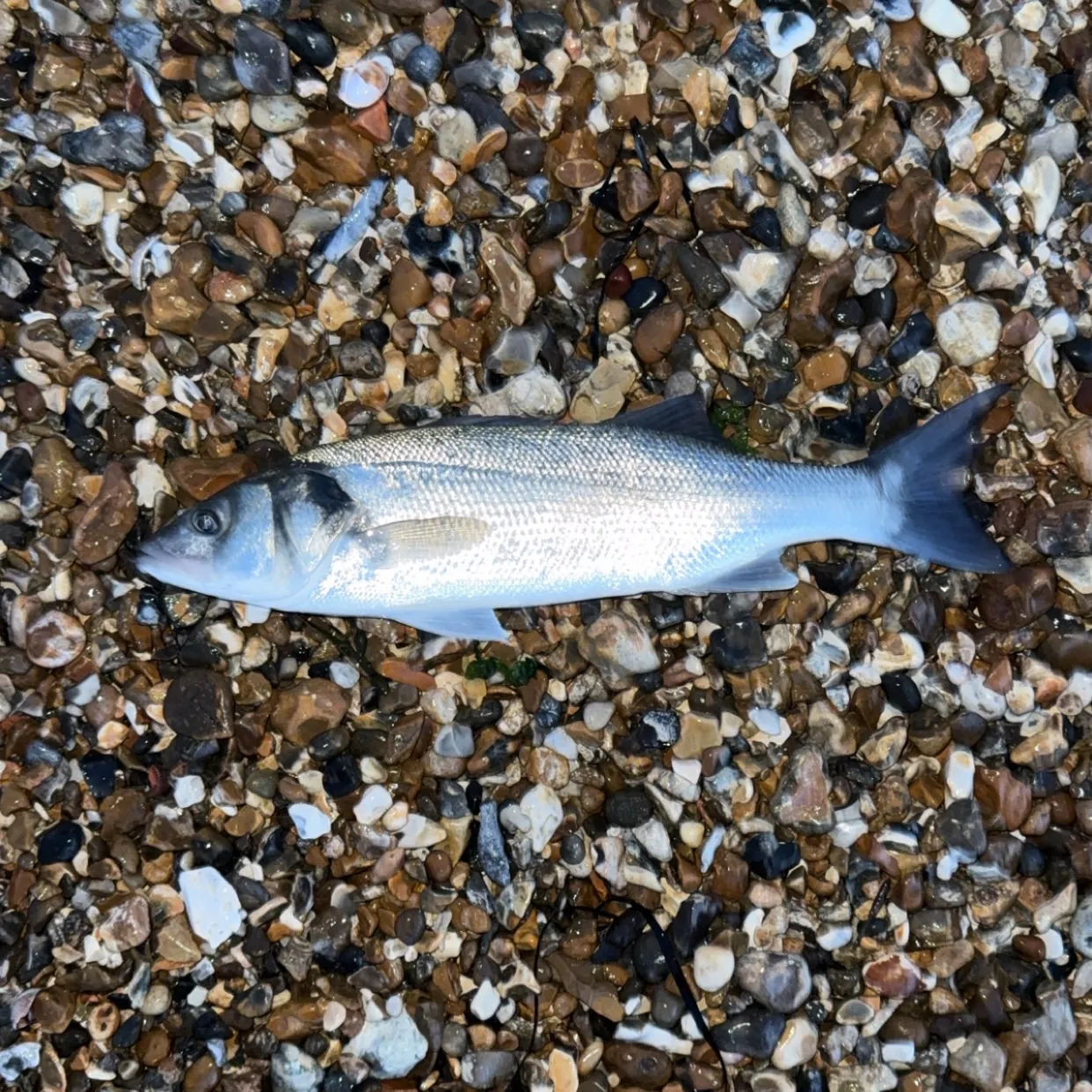 European seabass caught on Fishbrain