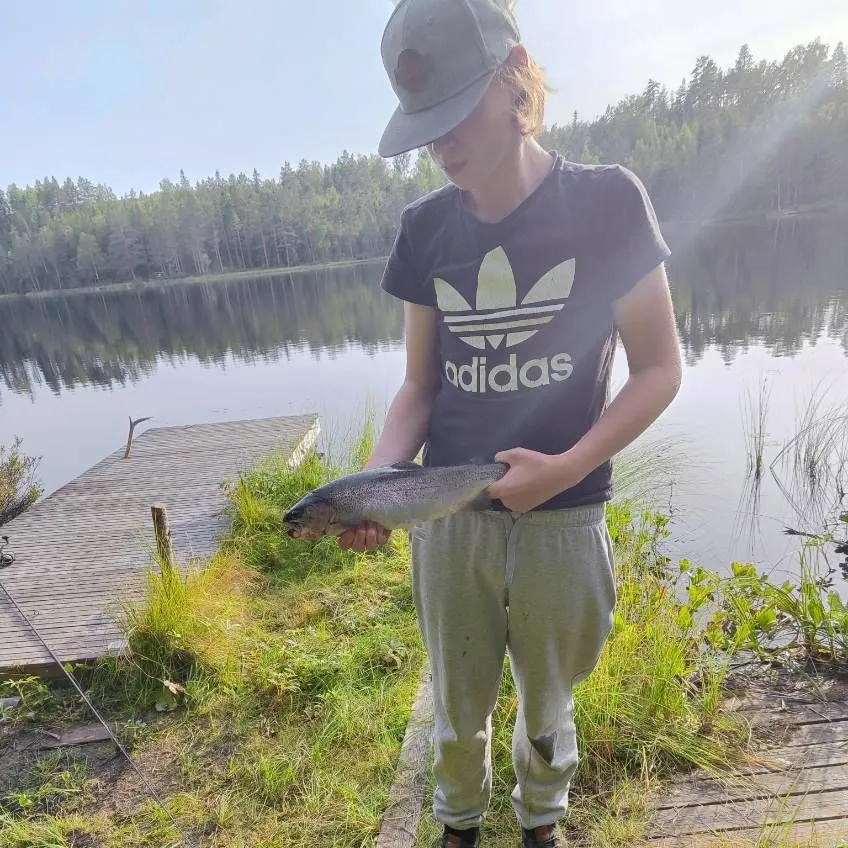 Rainbow trout caught on Fishbrain
