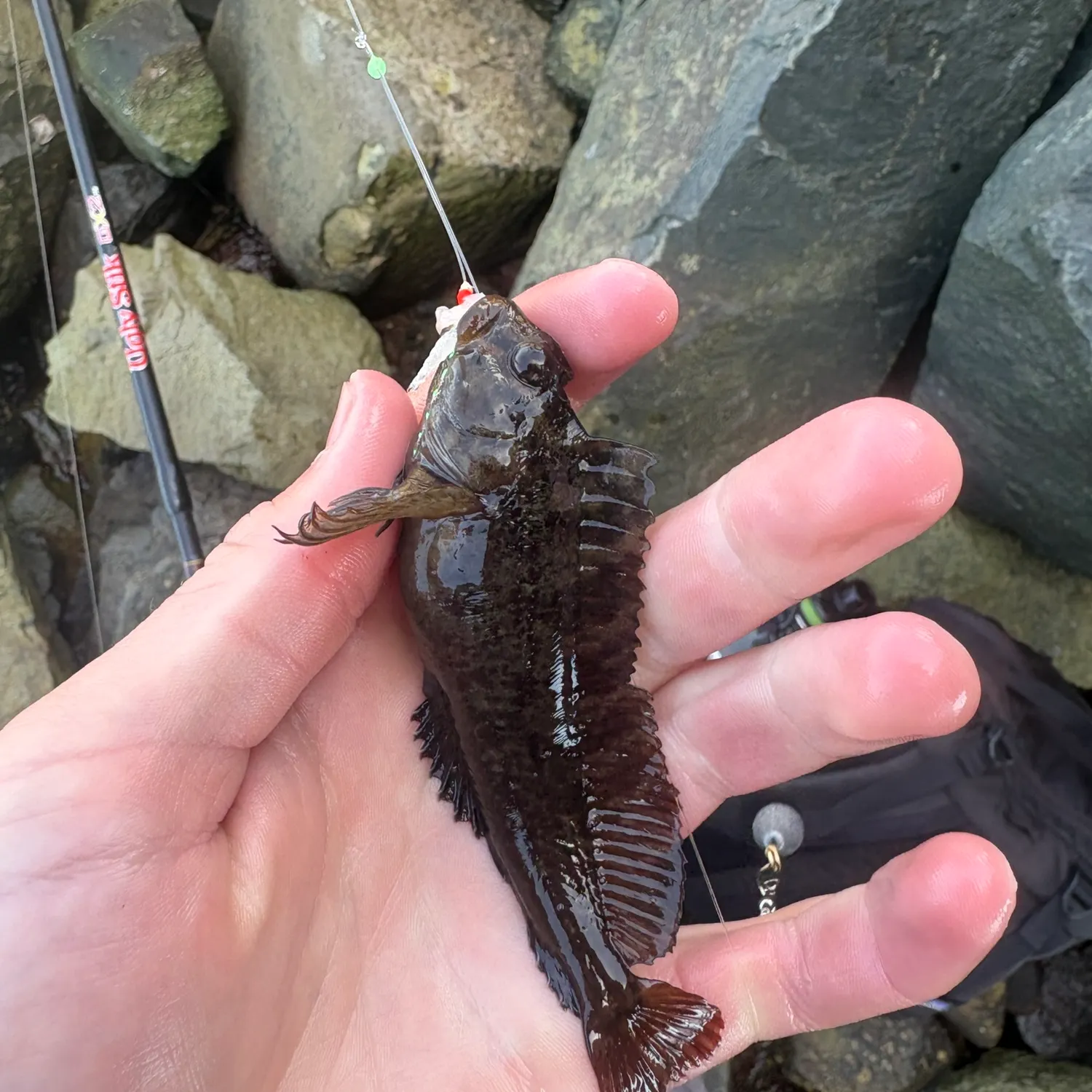 The most recent Bay blenny catches on Fishbrain