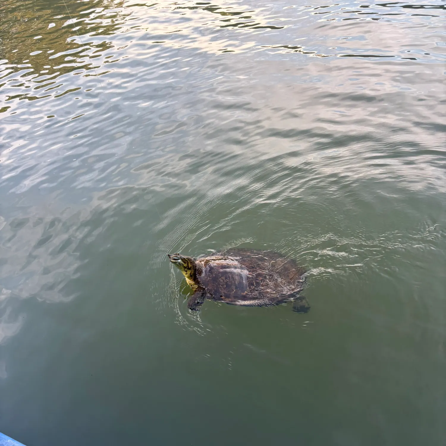 The most recent Spiny softshell turtle catches on Fishbrain