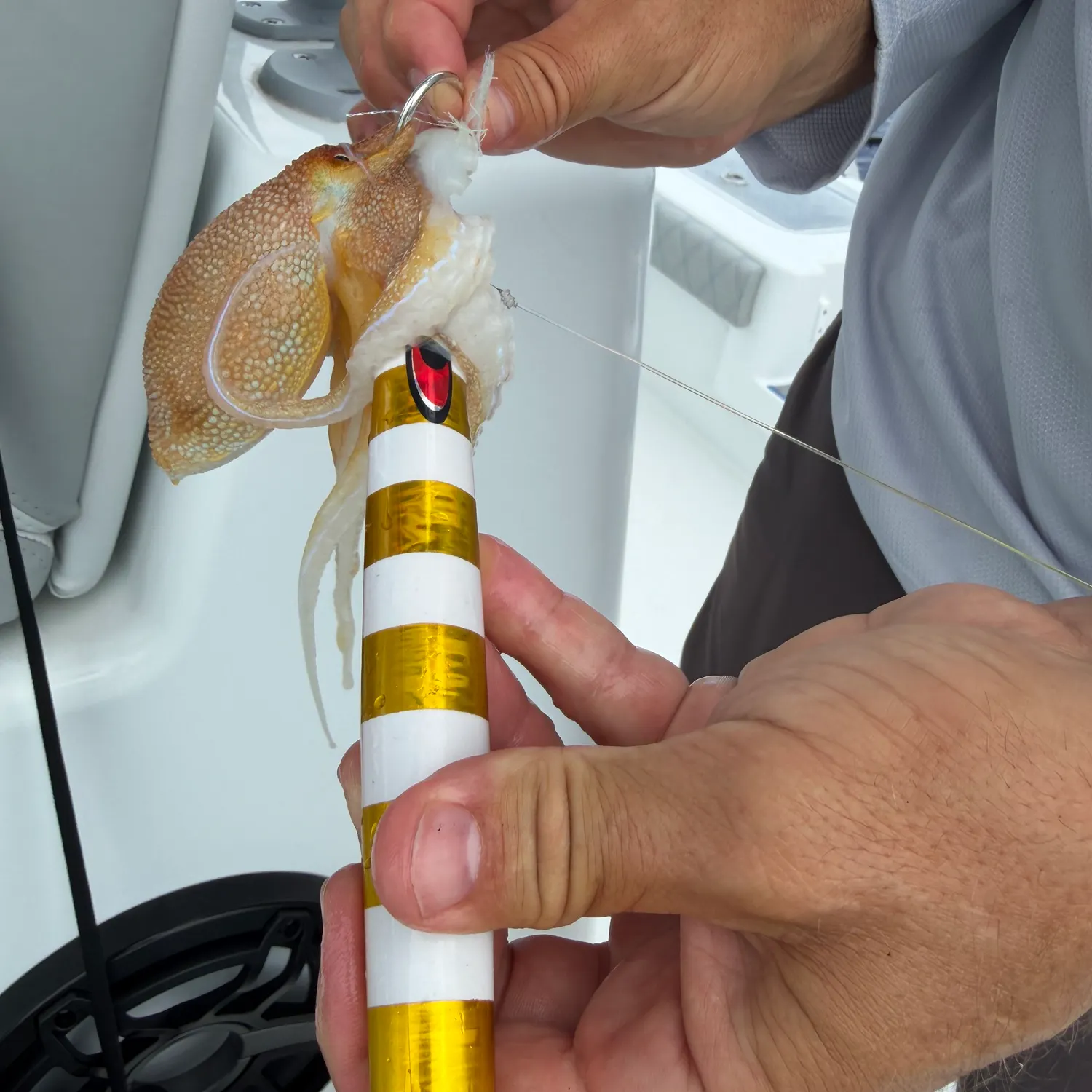 The most recent Common octopus catches on Fishbrain
