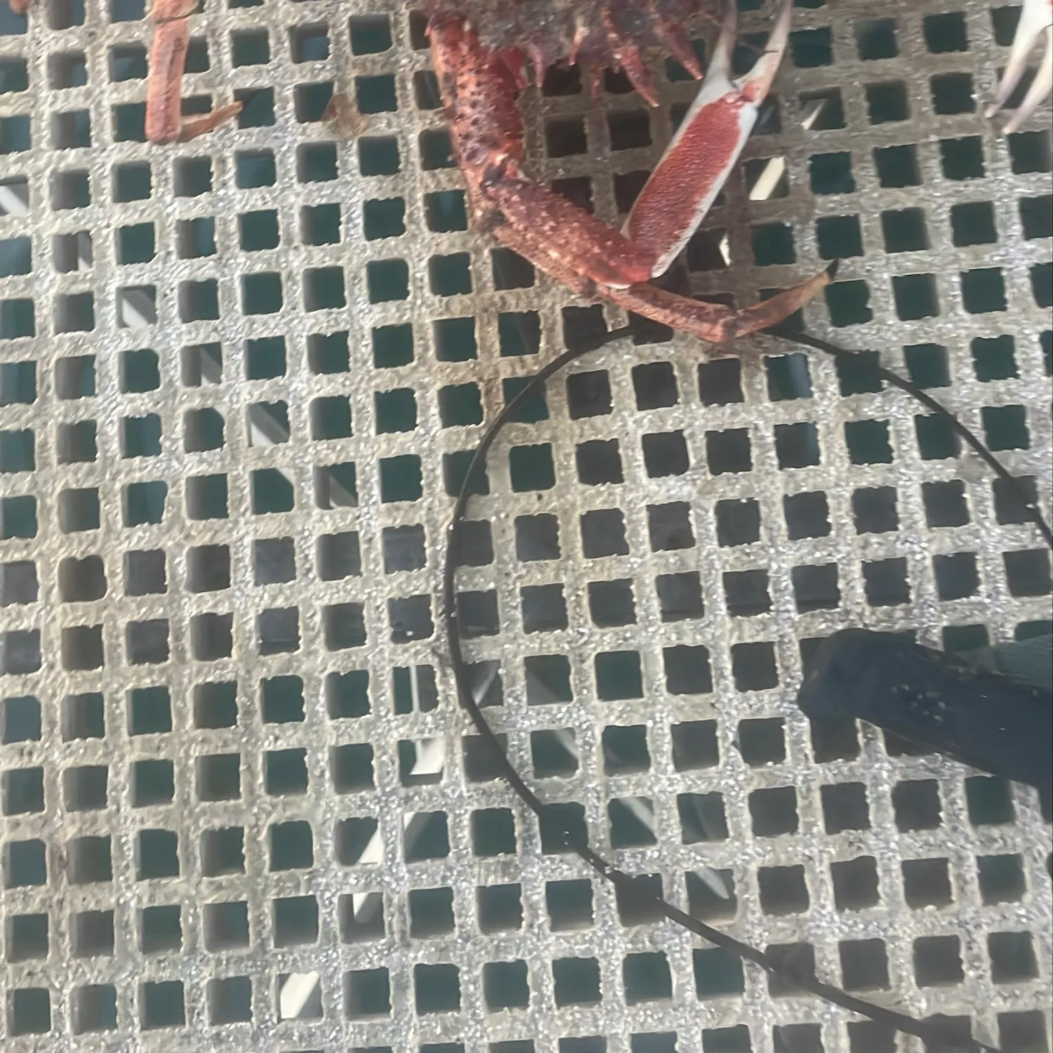 The most recent European spider crab catches on Fishbrain