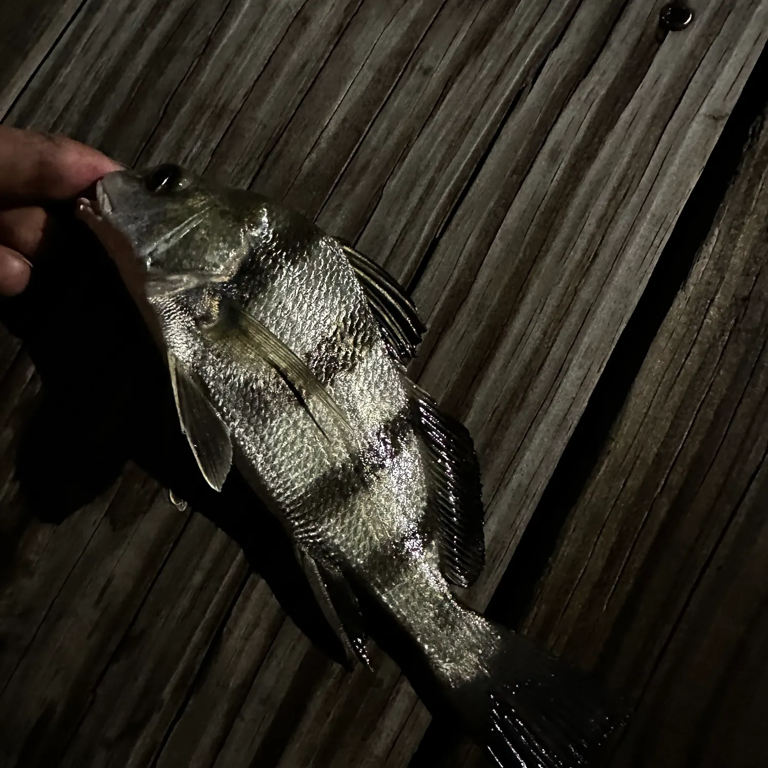 Black drum caught on Fishbrain