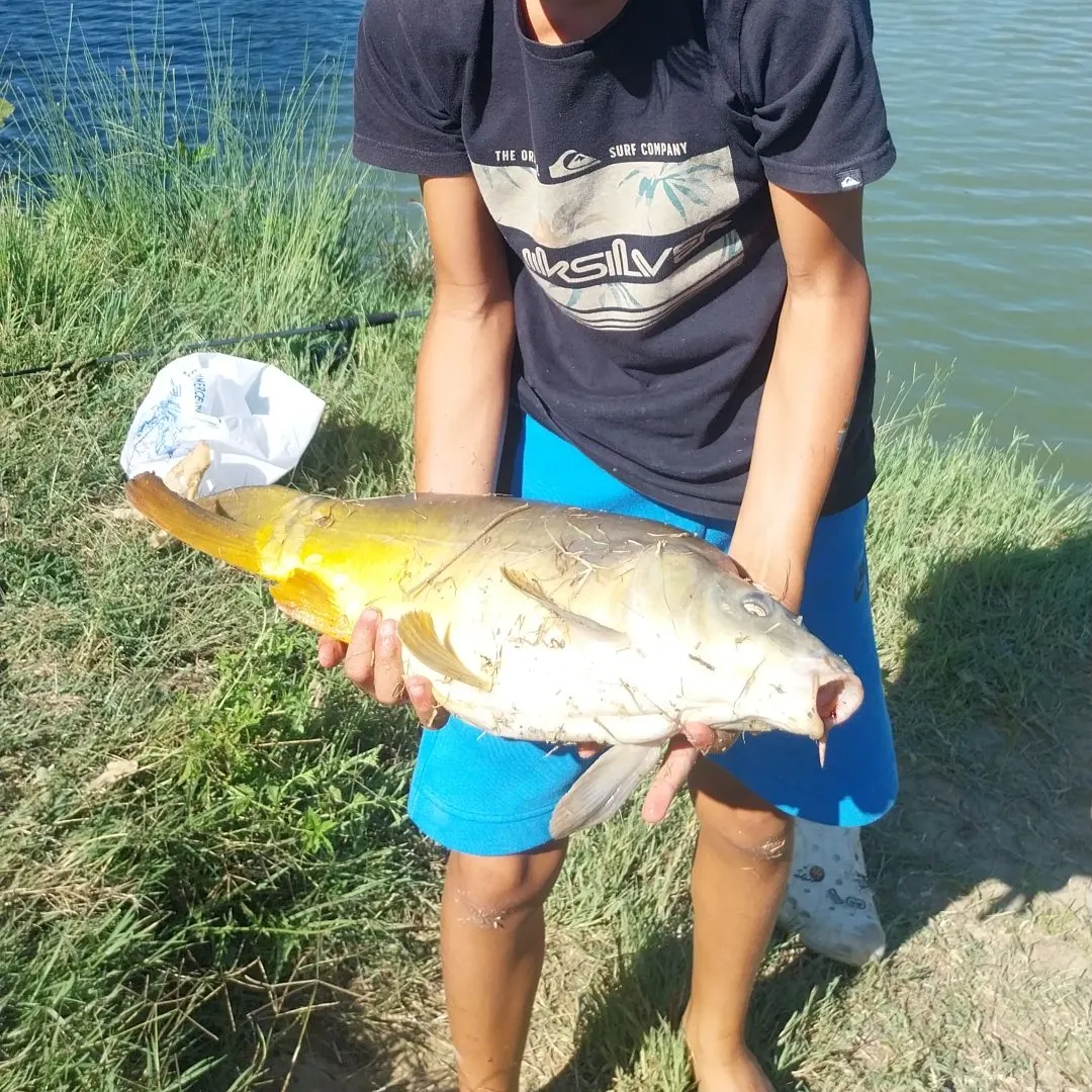 Mirror carp caught on Fishbrain