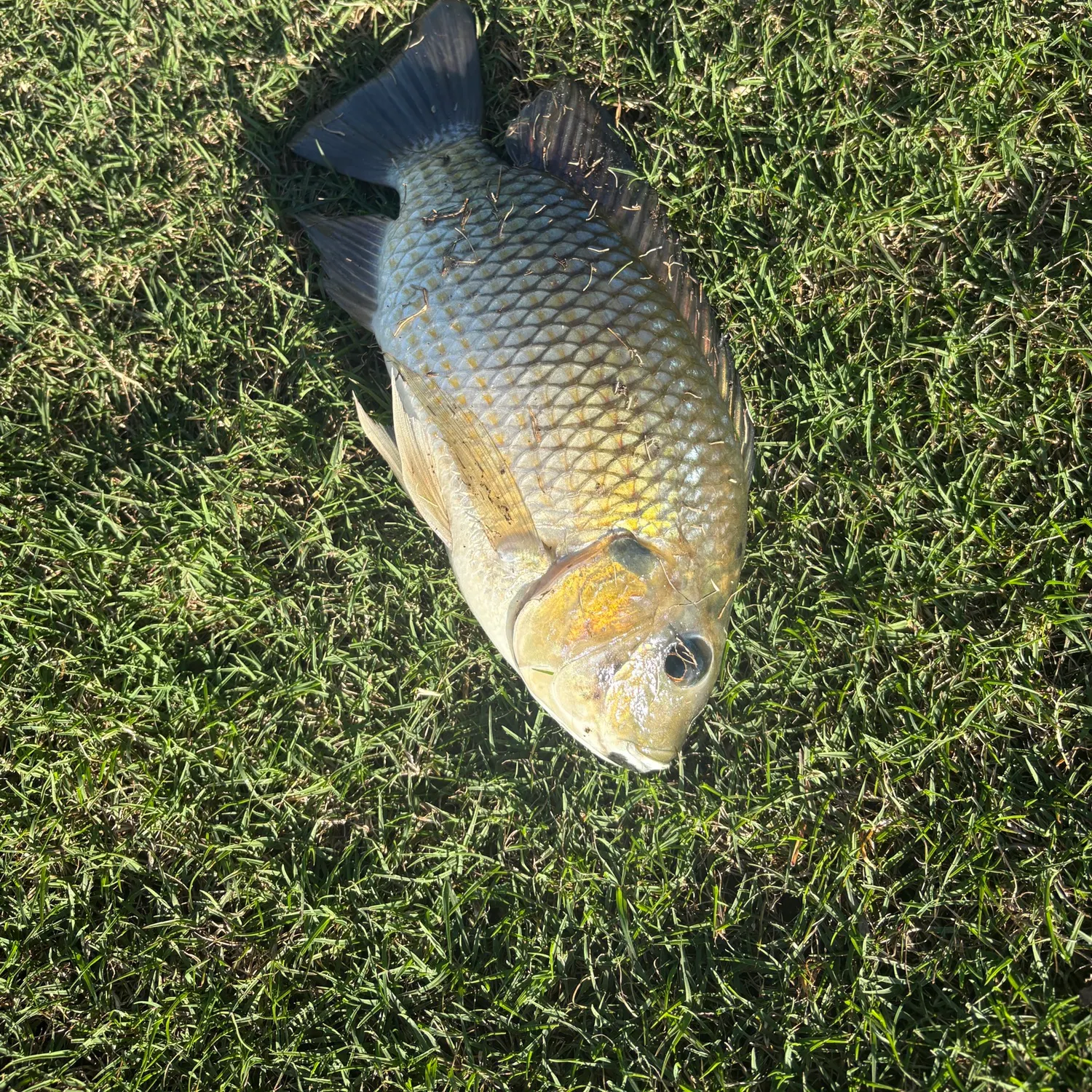 The most recent Blackchin tilapia catches on Fishbrain