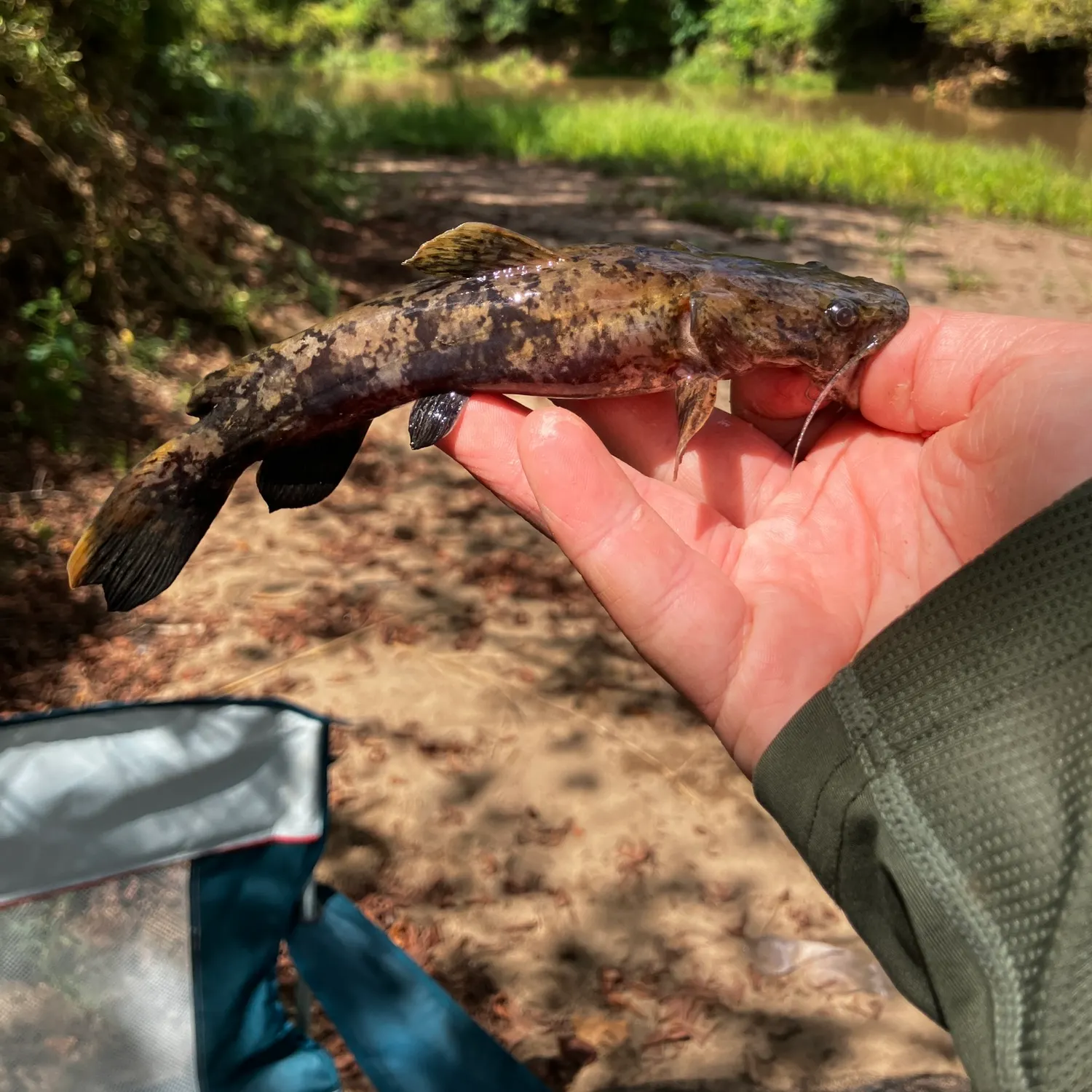Flathead catfish caught on Fishbrain