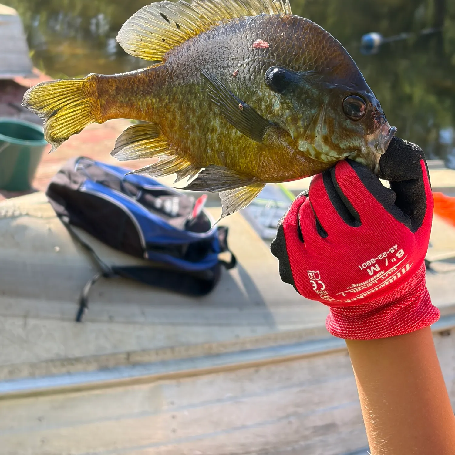 Bluegill caught on Fishbrain