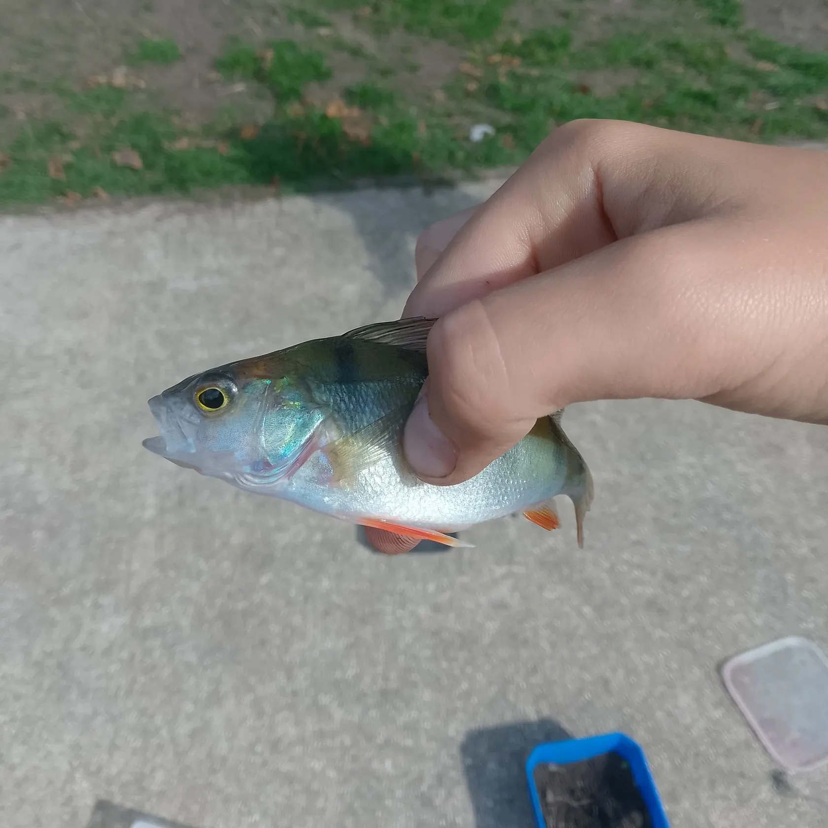 European perch caught on Fishbrain