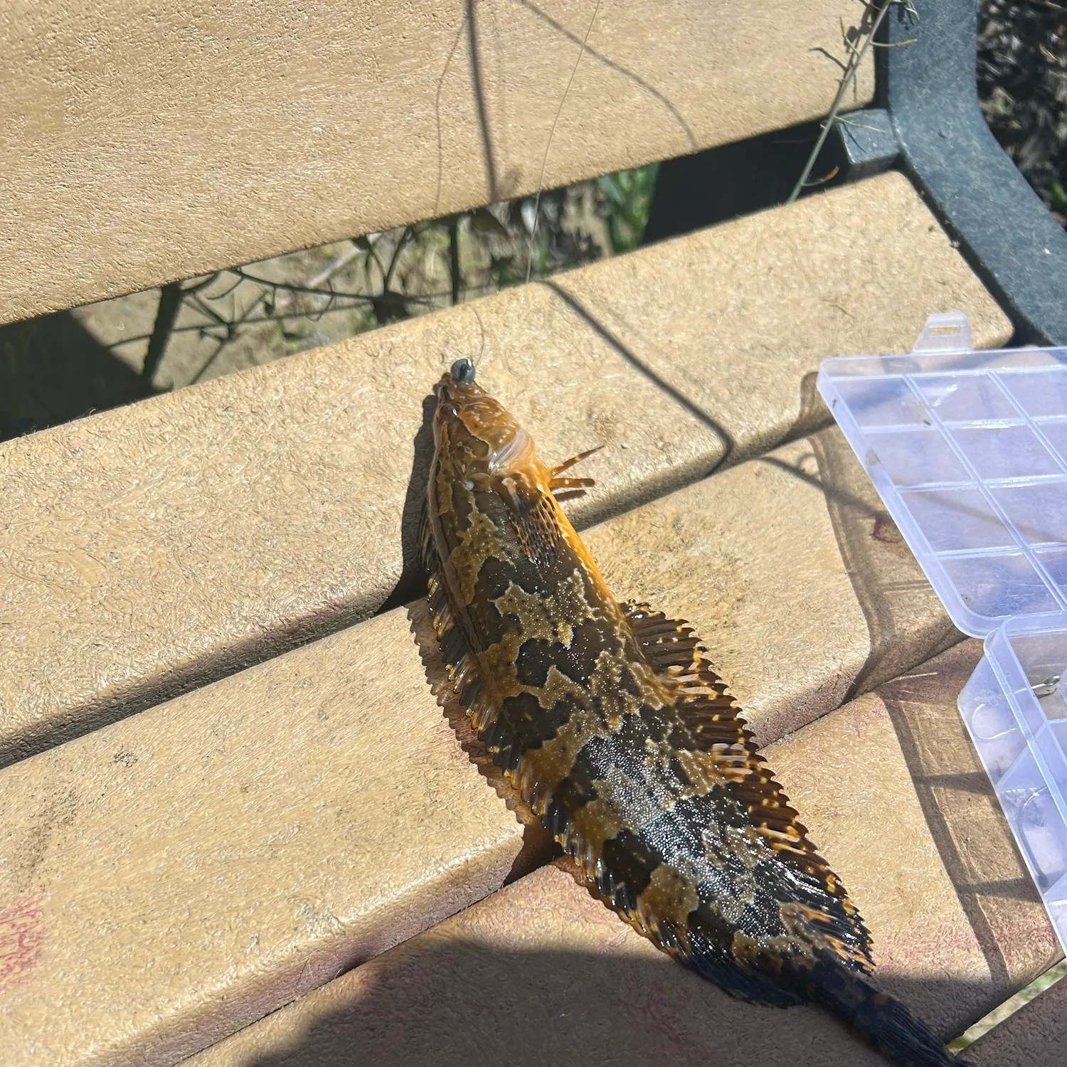 The most recent Giant kelpfish catches on Fishbrain