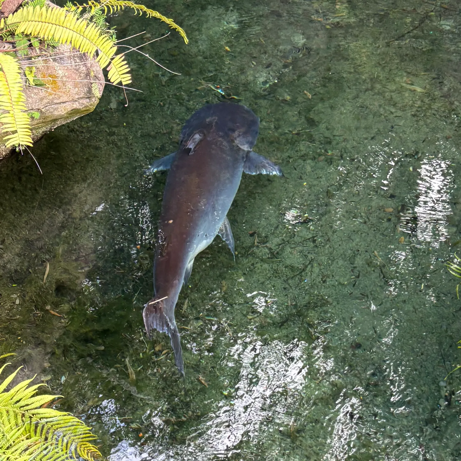 The most recent Ripsaw catfish catches on Fishbrain