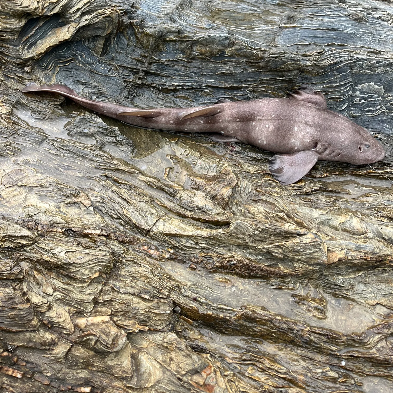 The most recent Blind shark catches on Fishbrain