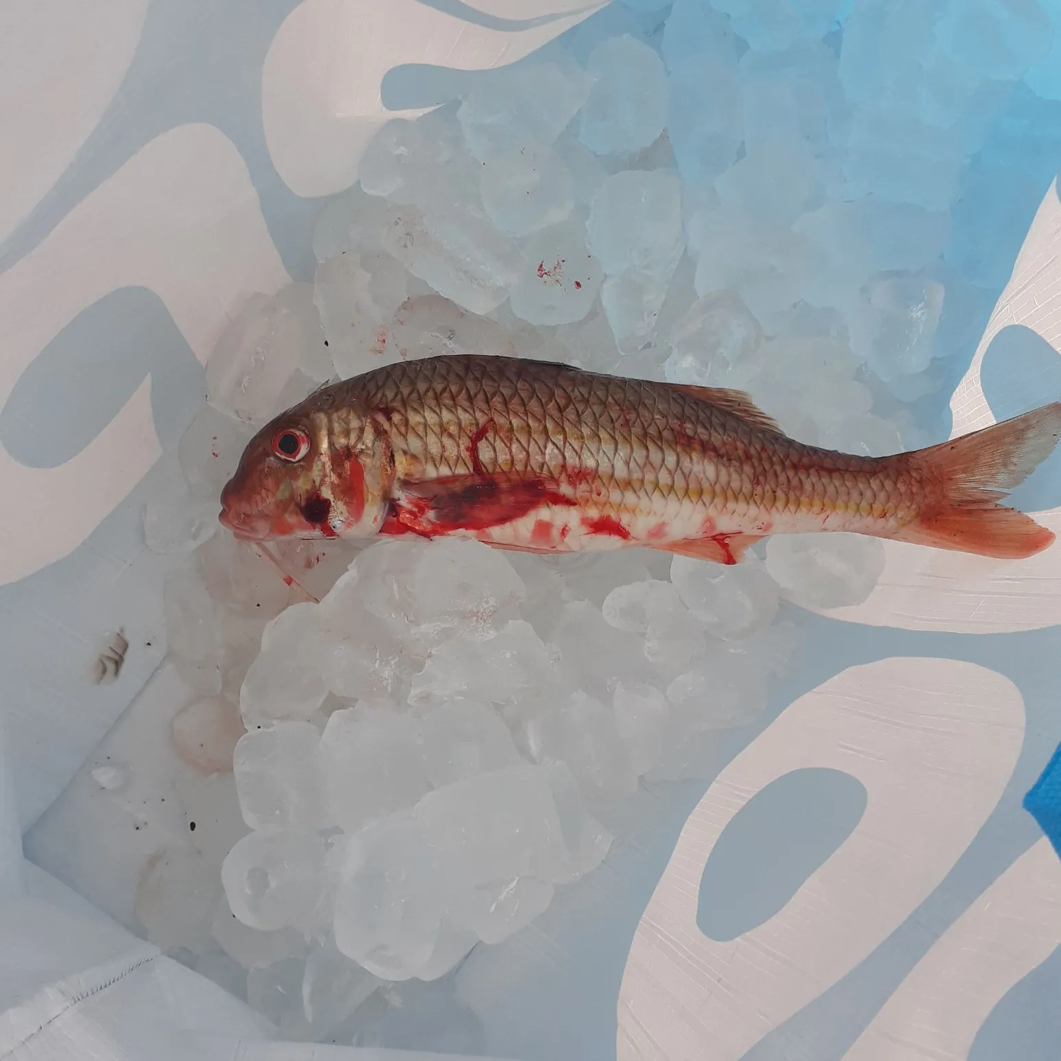 The most recent Red mullet catches on Fishbrain