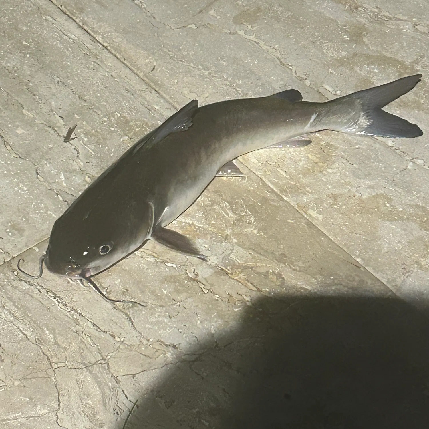 The most recent Hardhead sea catfish catches on Fishbrain
