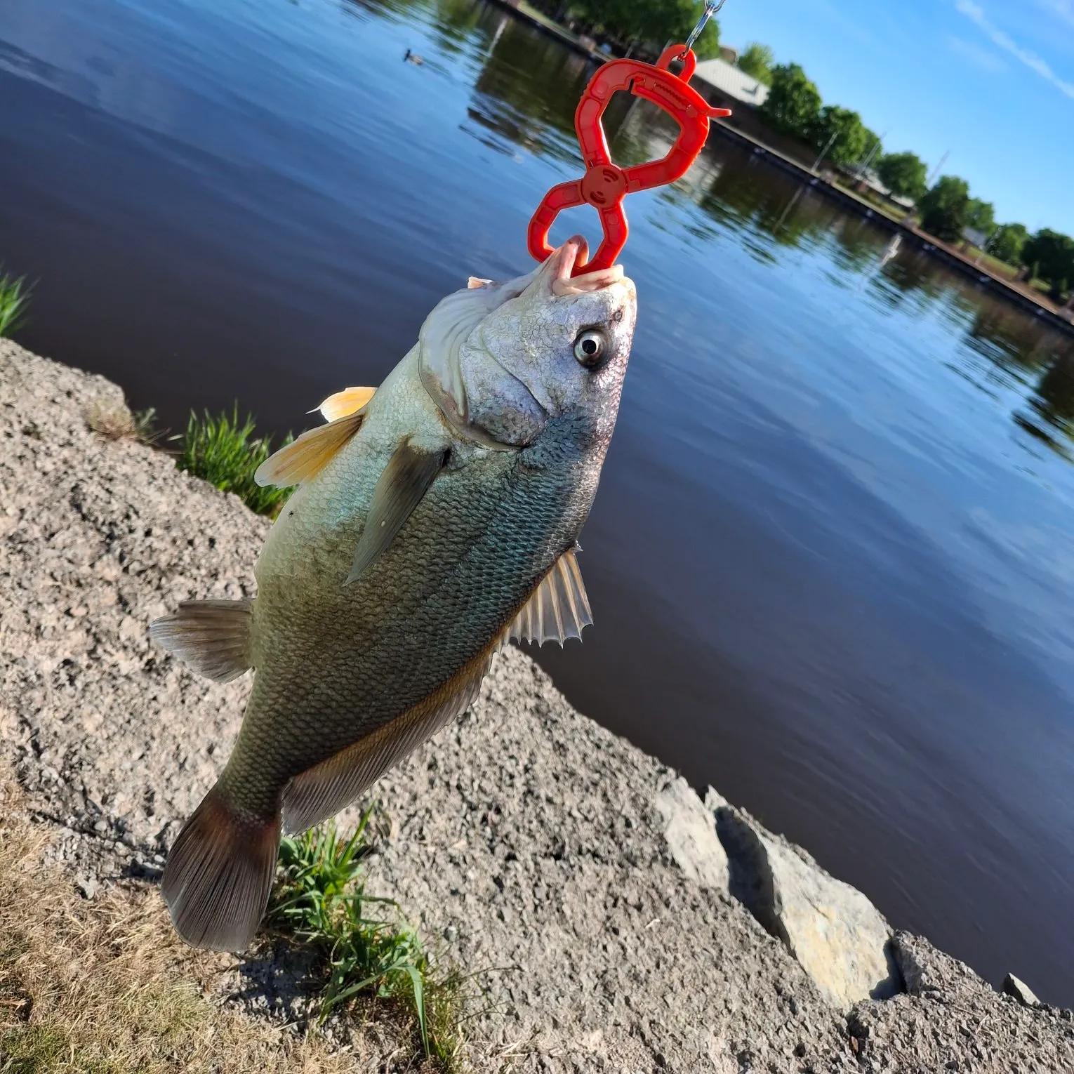 The most recent Freshwater drum catches on Fishbrain