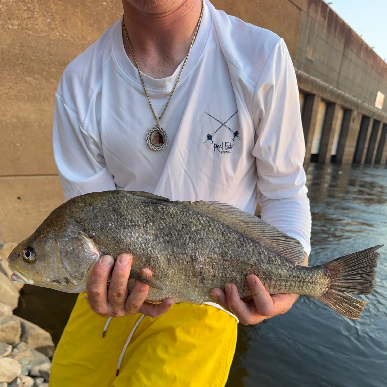 Freshwater drum caught on Fishbrain