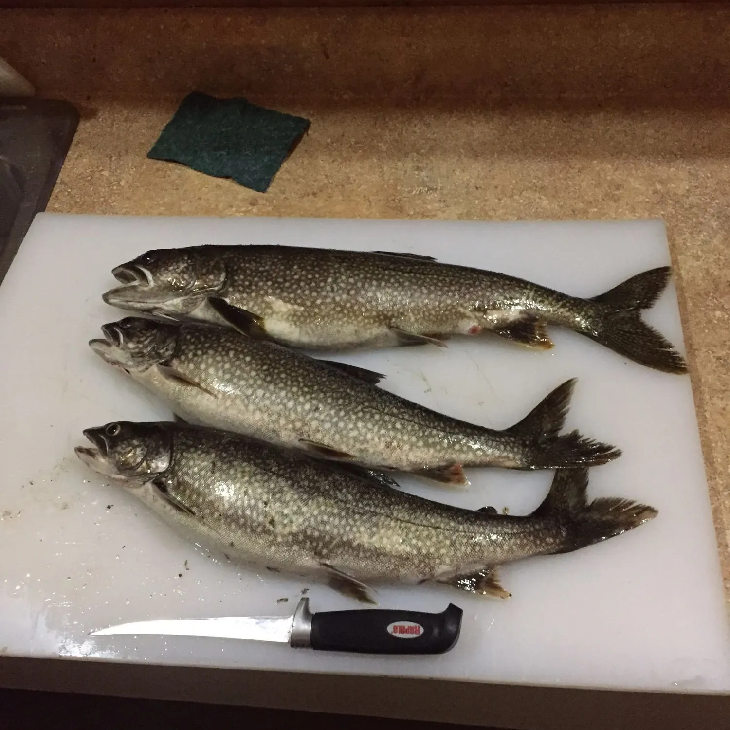recently logged catches