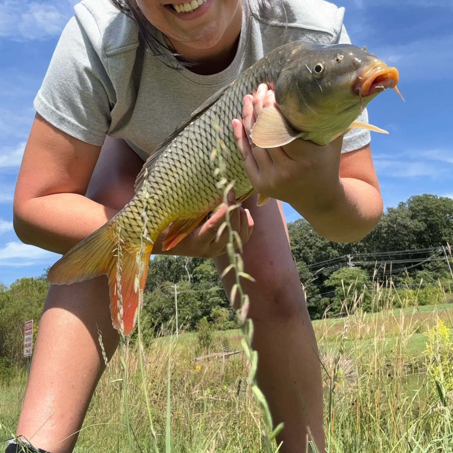 Common carp caught on Fishbrain