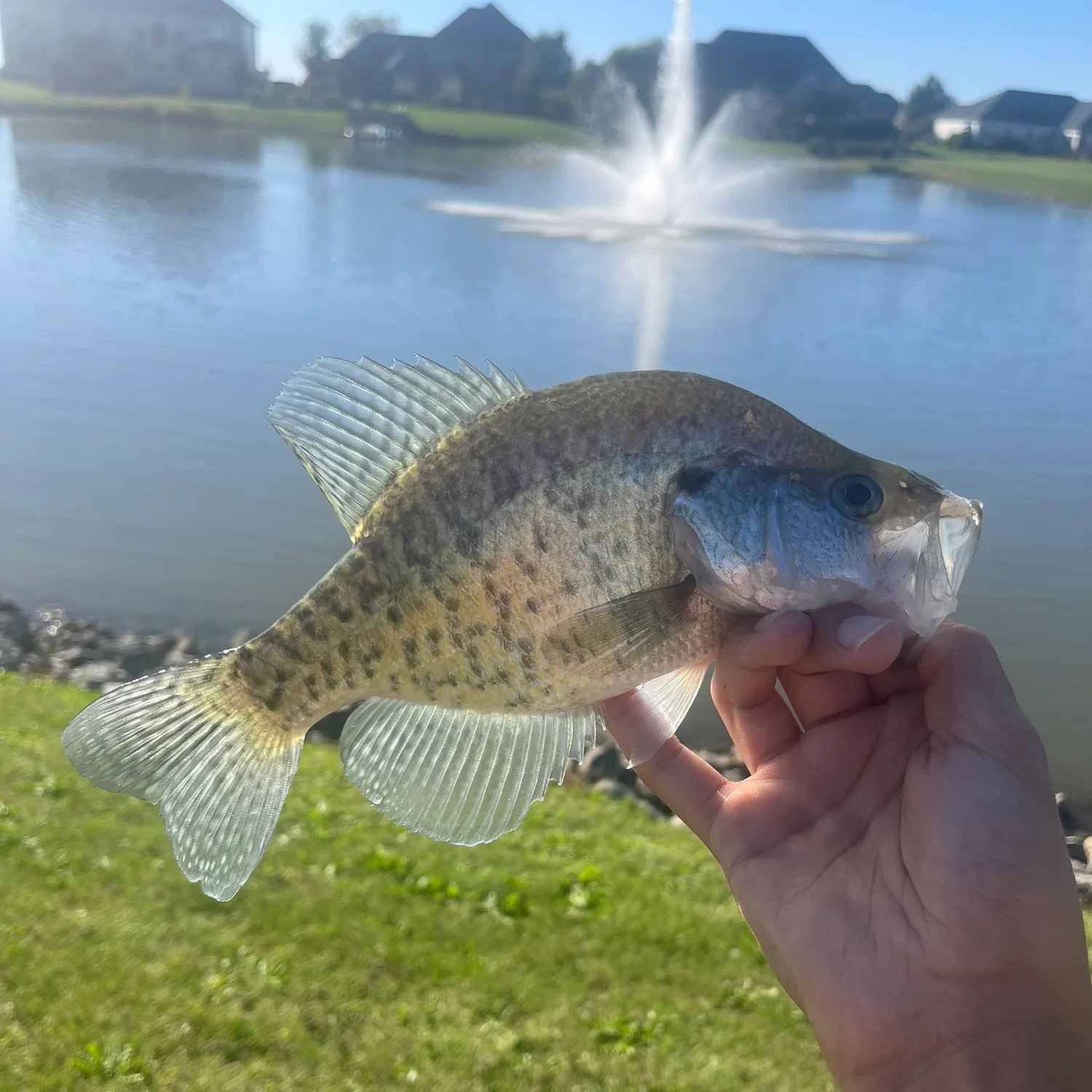 White crappie caught on Fishbrain