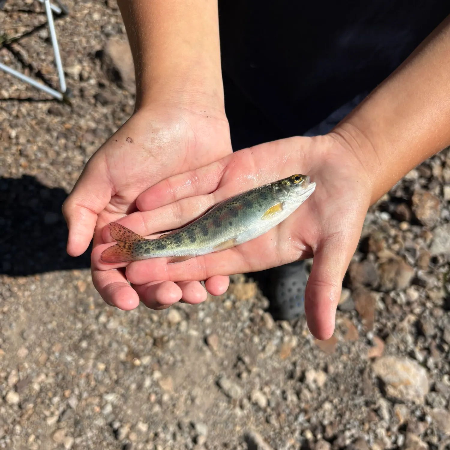 Golden trout caught on Fishbrain