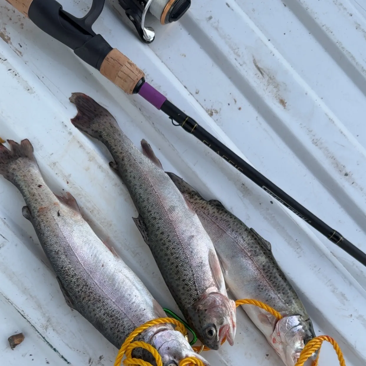 recently logged catches