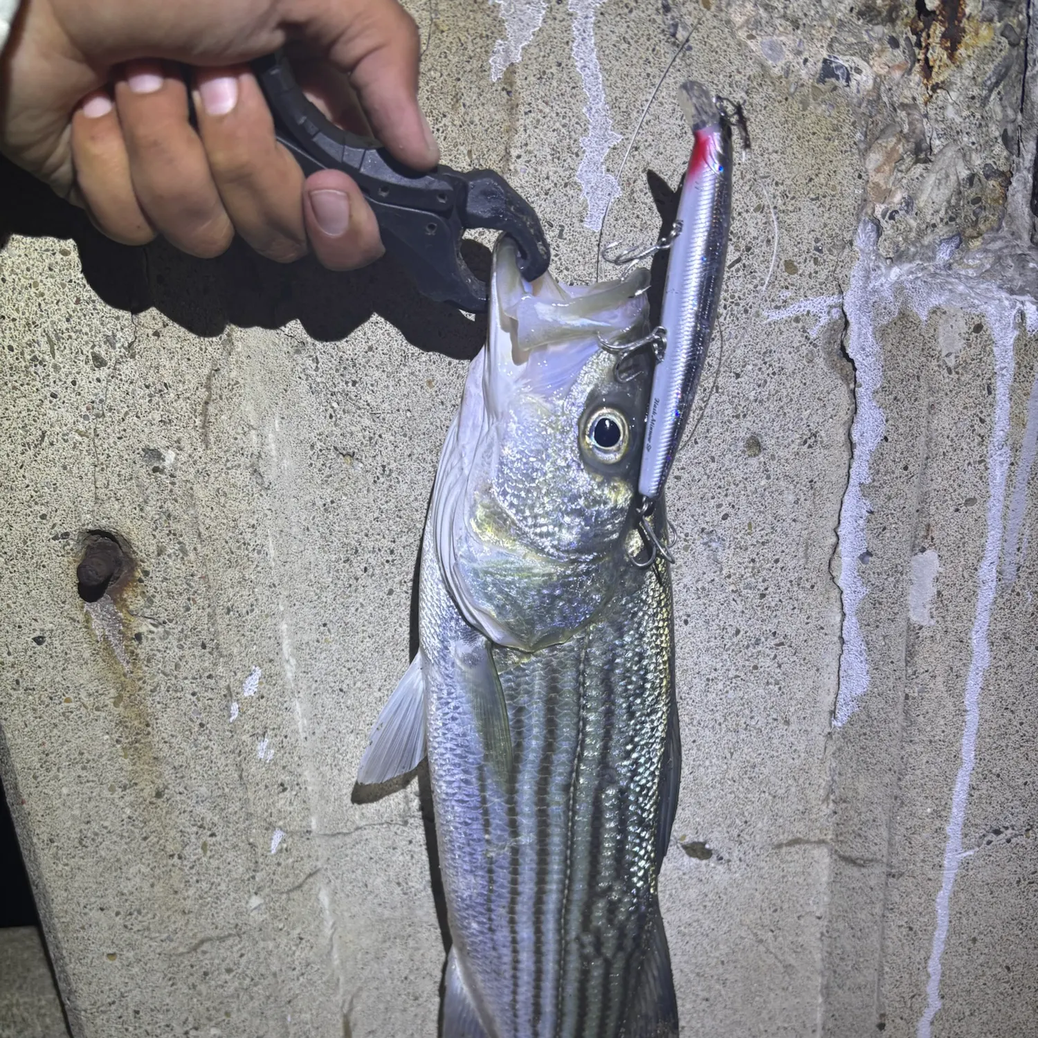 Striped bass caught on Fishbrain