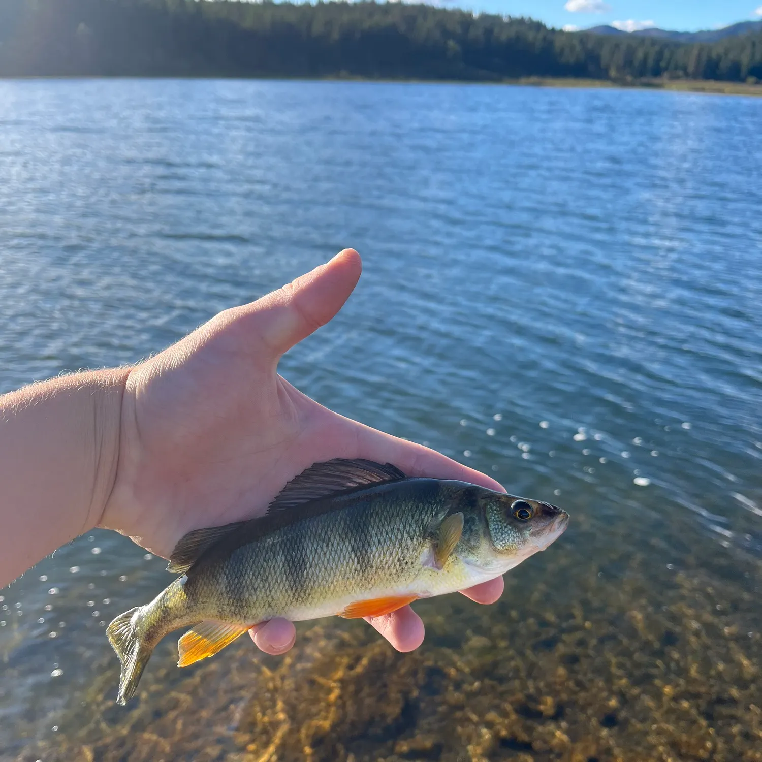 Yellow perch caught on Fishbrain
