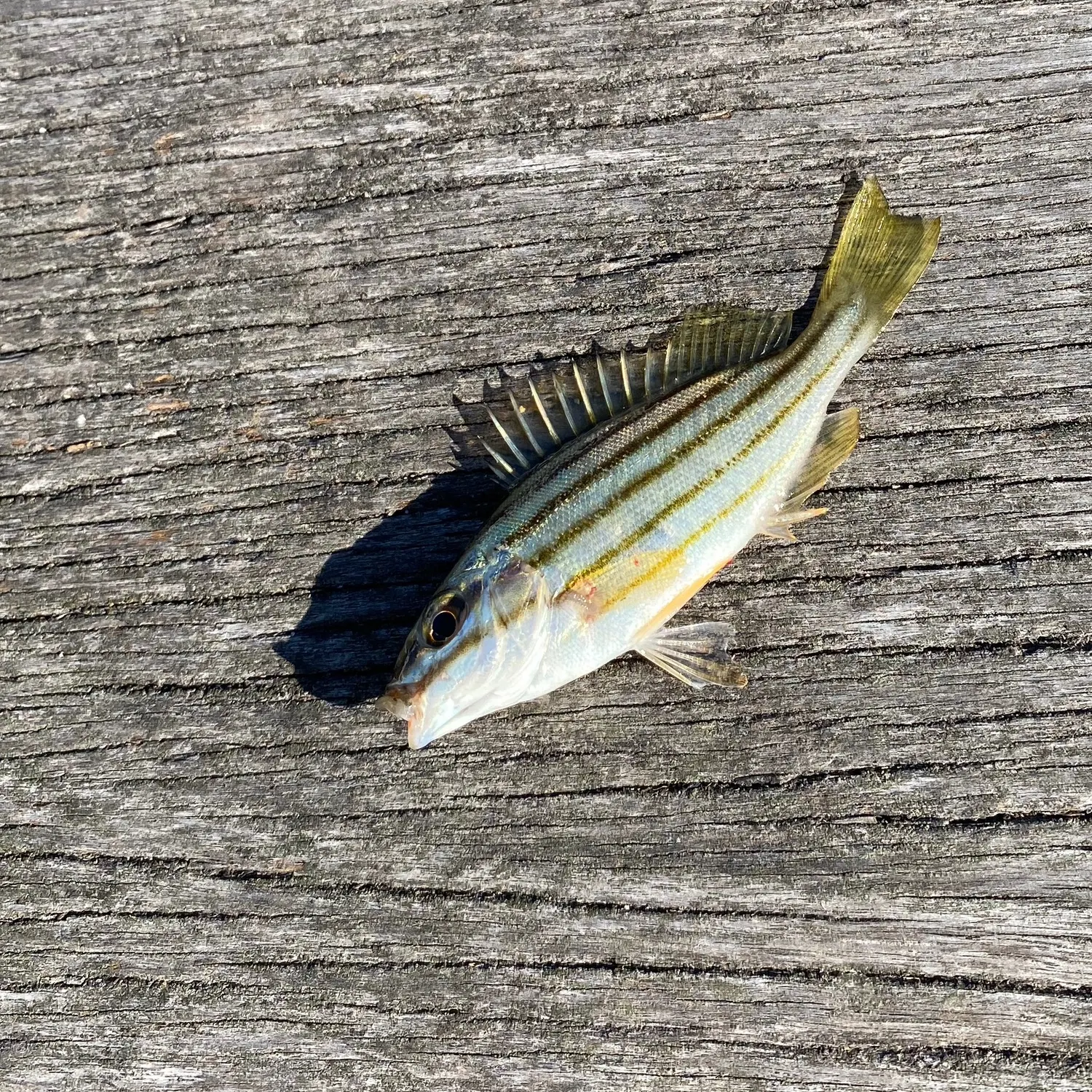 The most recent Striped trumpeter catches on Fishbrain