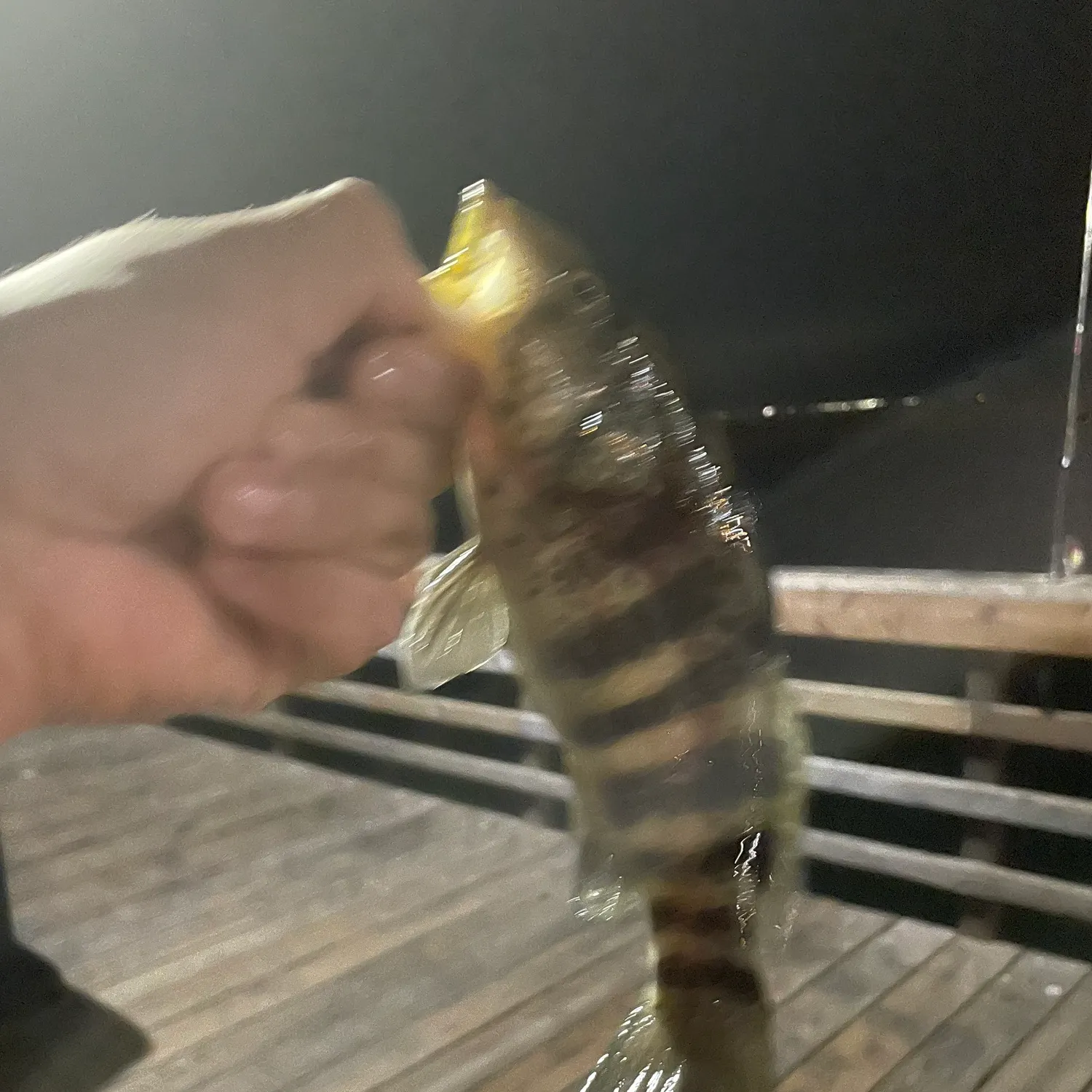 Spotted sand bass caught on Fishbrain