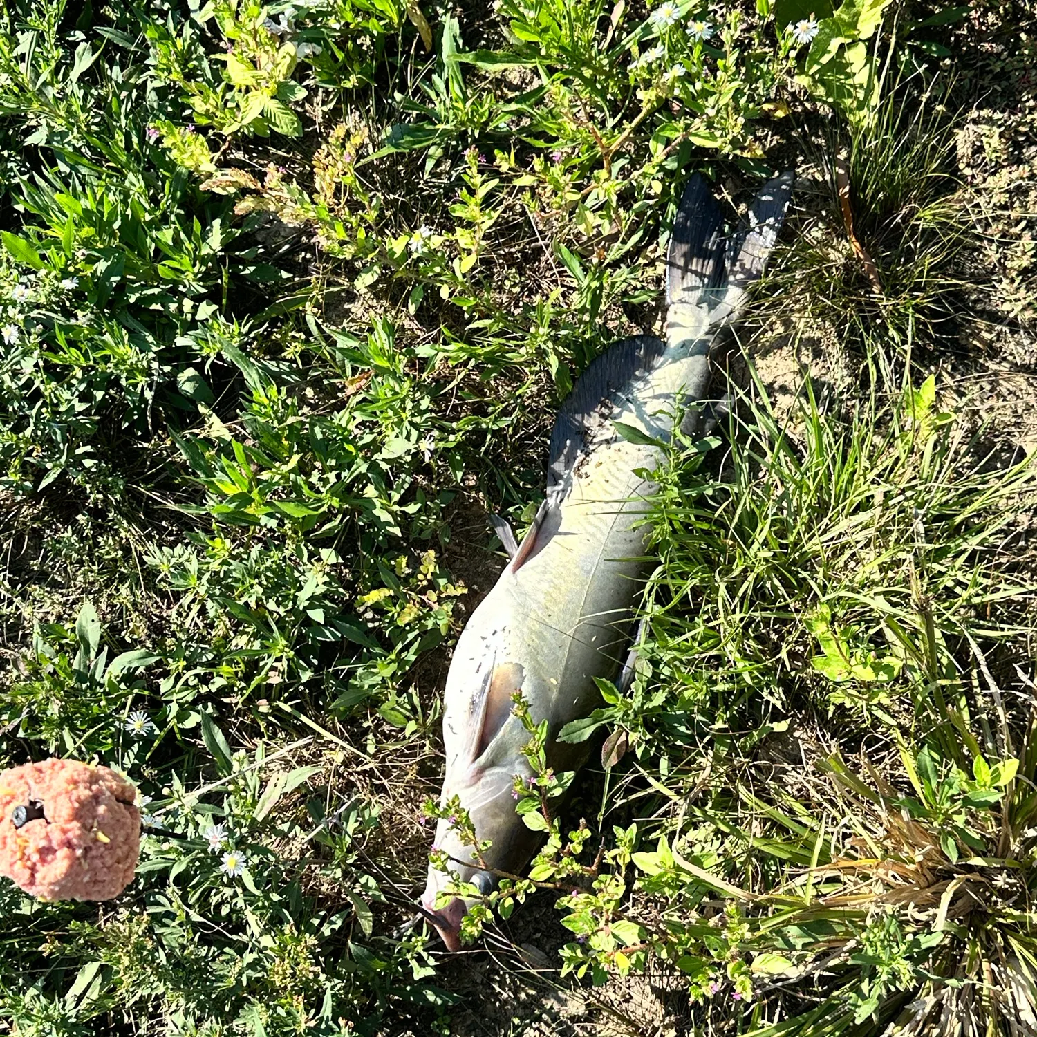 Channel catfish caught on Fishbrain