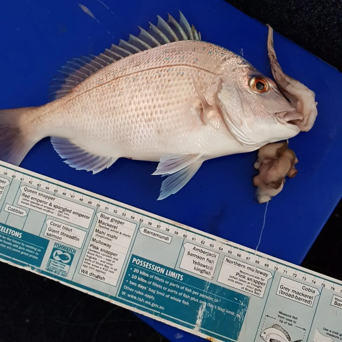 recently logged catches