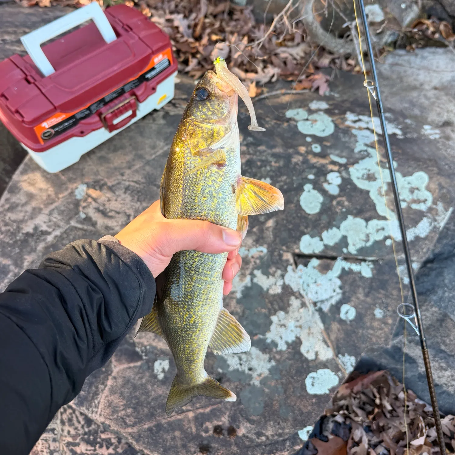 Walleye caught on Fishbrain