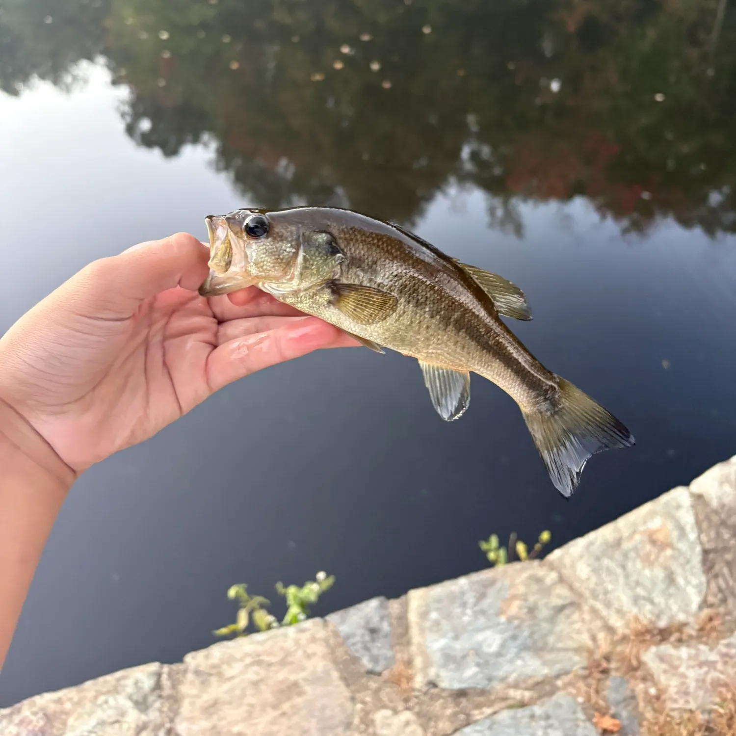 Largemouth bass caught on Fishbrain