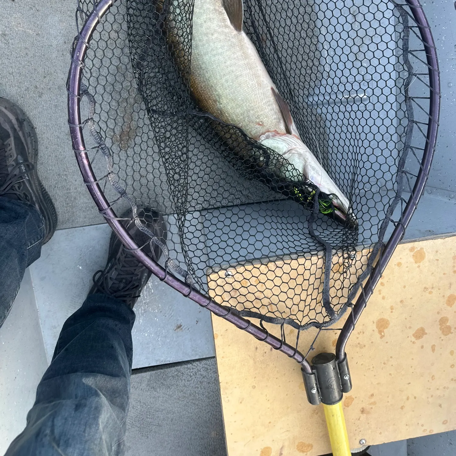 Muskie caught on Fishbrain