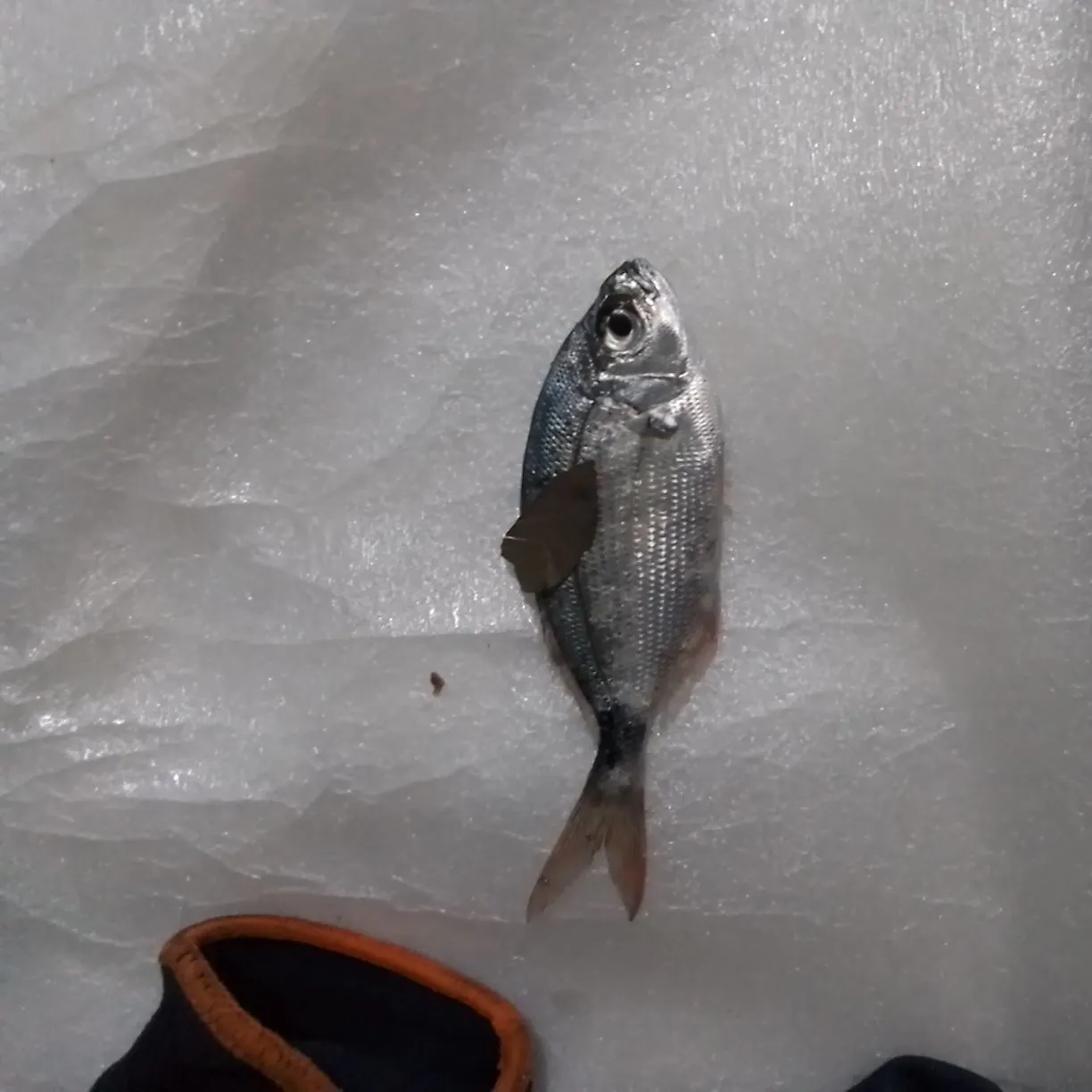 Saddled seabream caught on Fishbrain