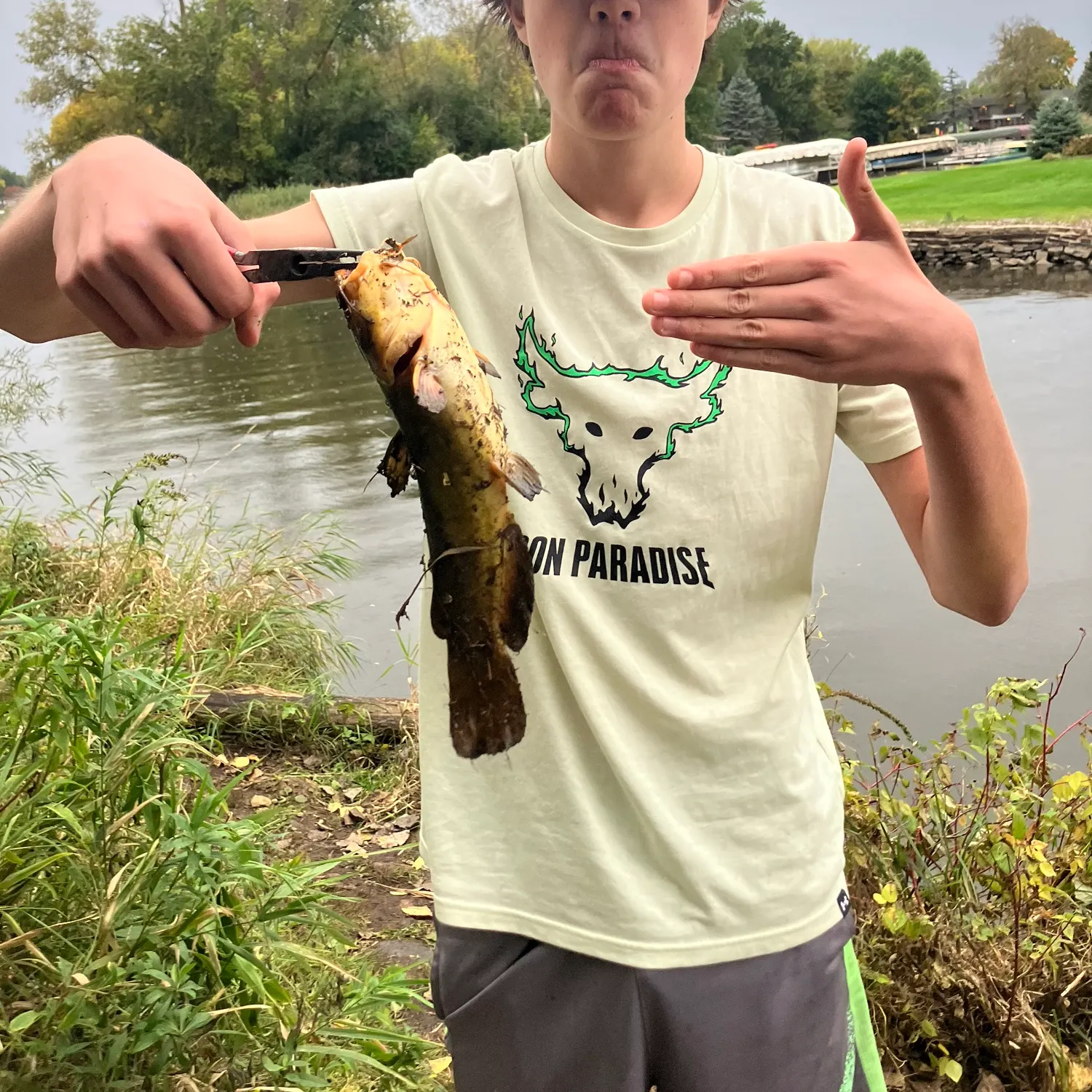Yellow bullhead caught on Fishbrain