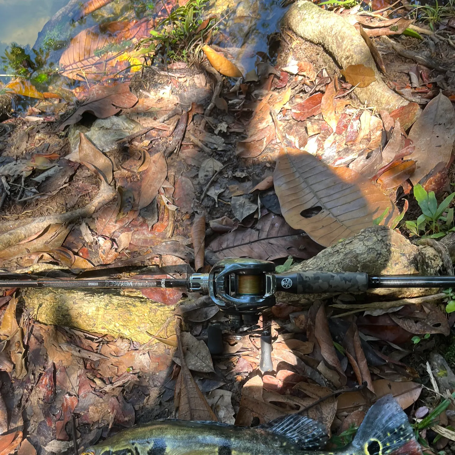 The most recent Speckled peacock bass catches on Fishbrain