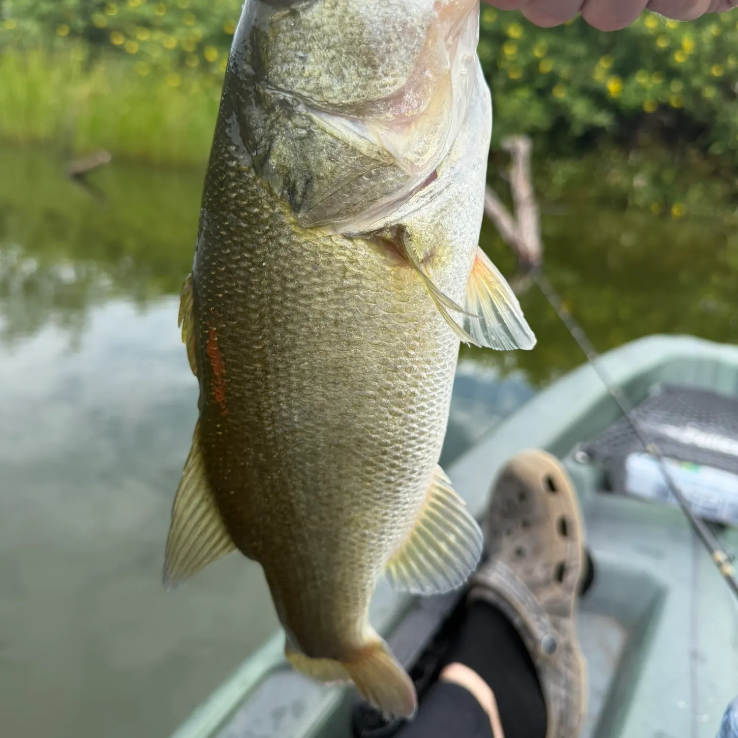 Largemouth bass caught on Fishbrain