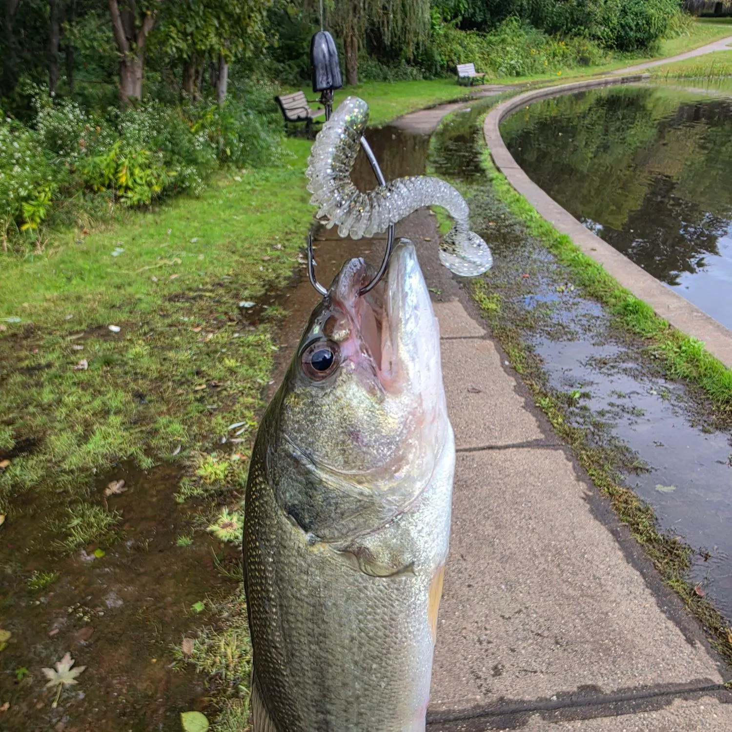 Largemouth bass caught on Fishbrain
