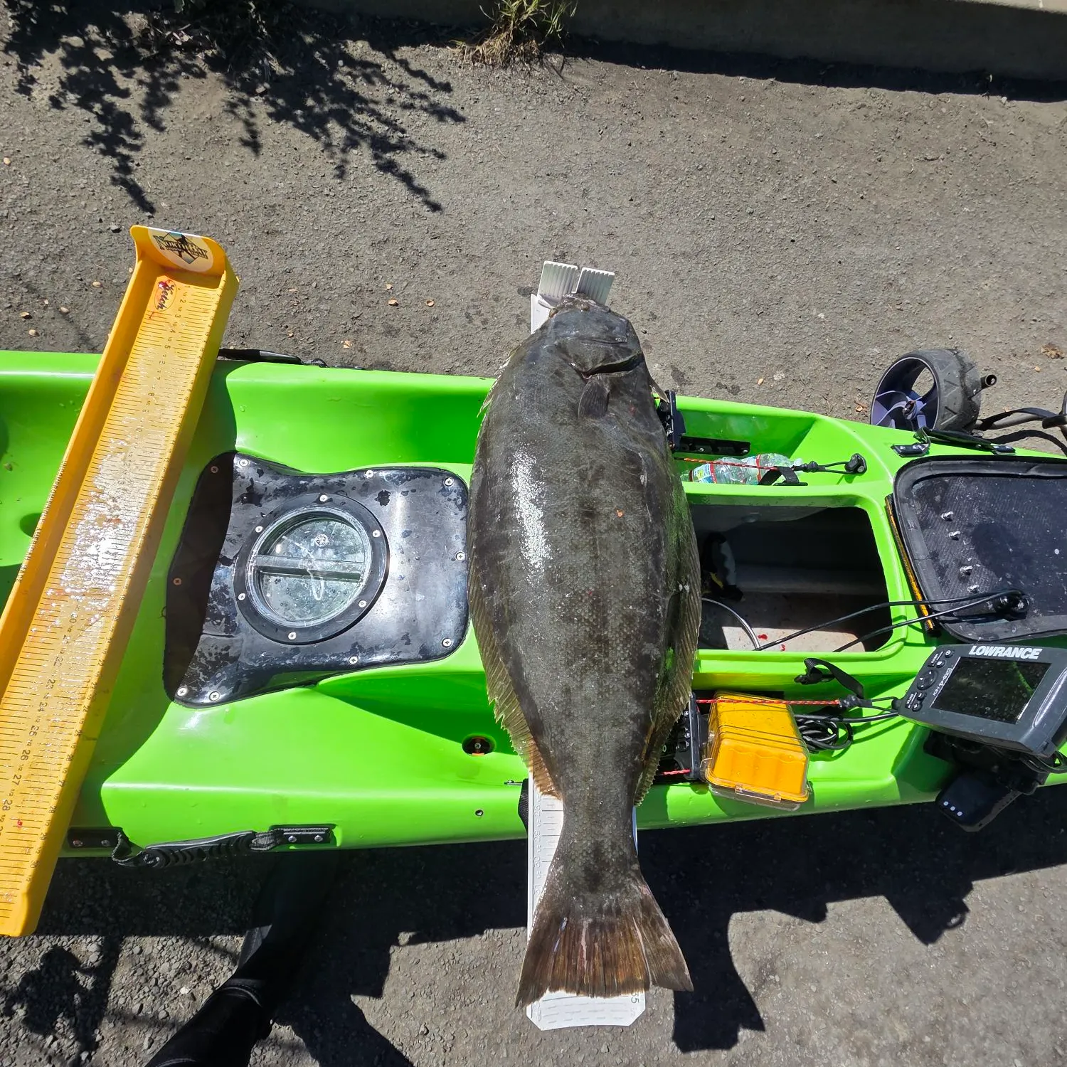 The most recent California halibut catches on Fishbrain