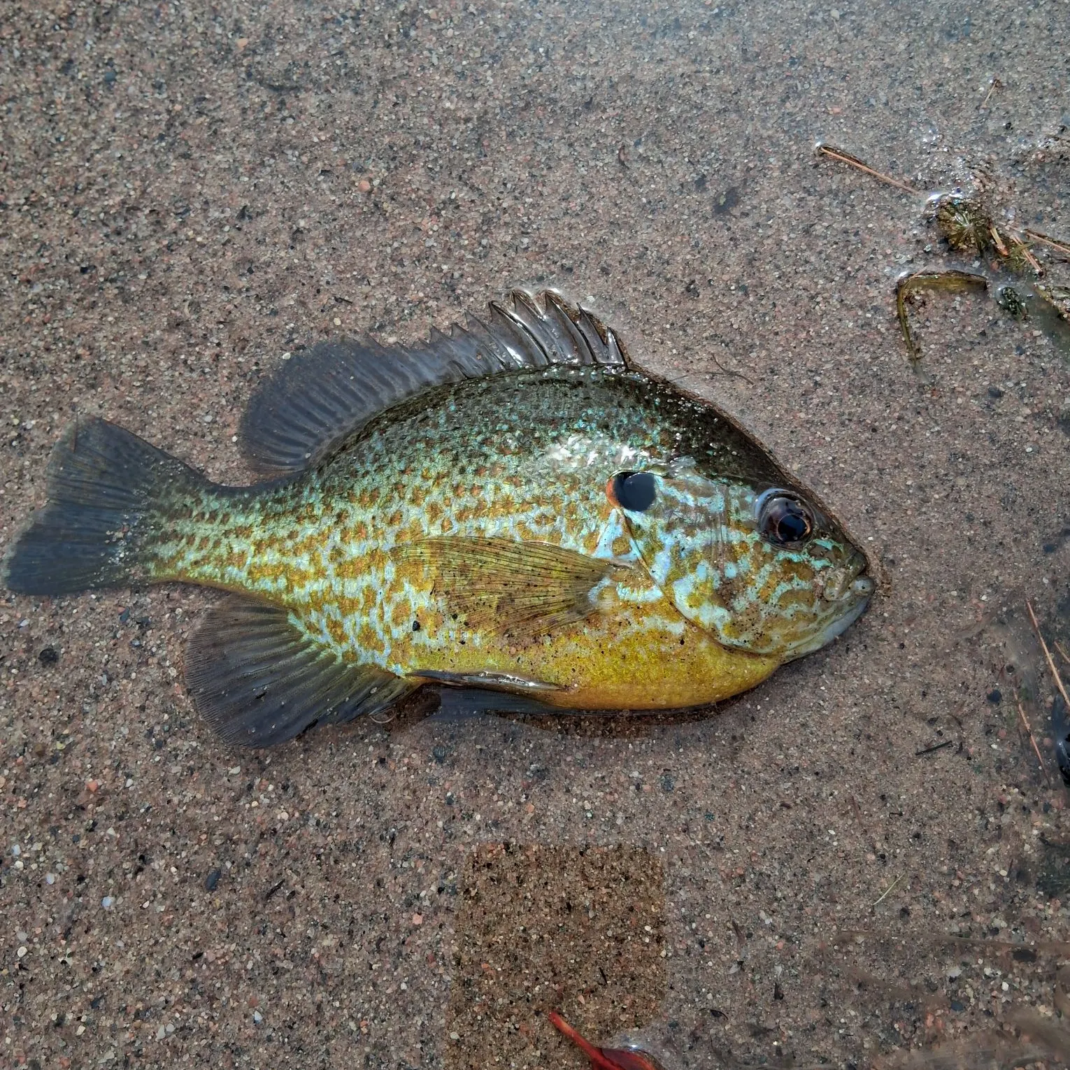 Pumpkingill hybrid caught on Fishbrain