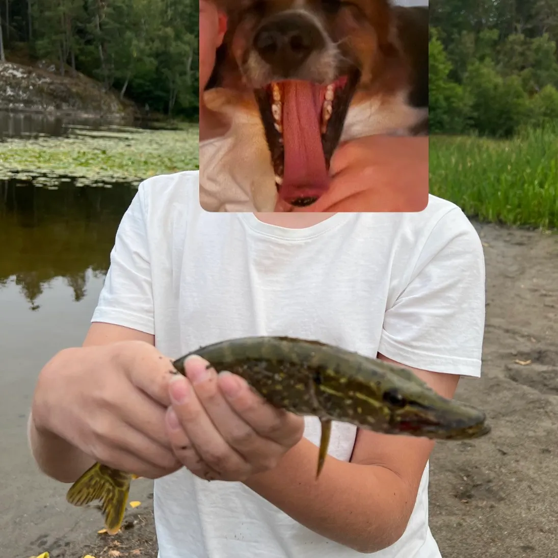 Northern pike caught on Fishbrain